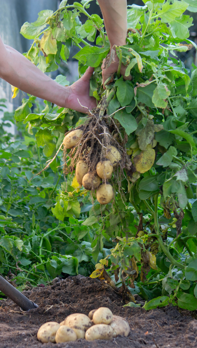 cassavabaseorg是什么样的网站？