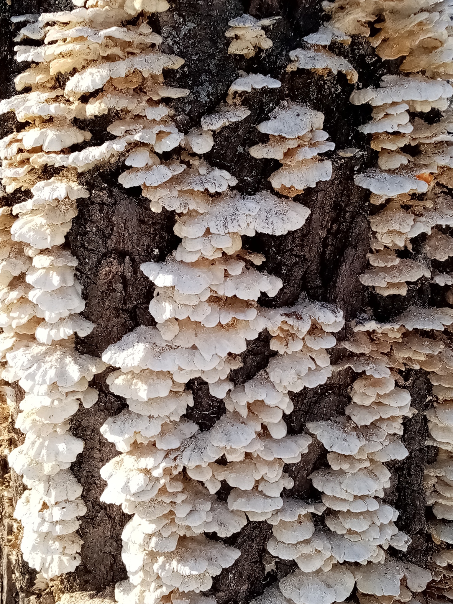 什么是菇蝇？如何防治？帮我用200字详细描述