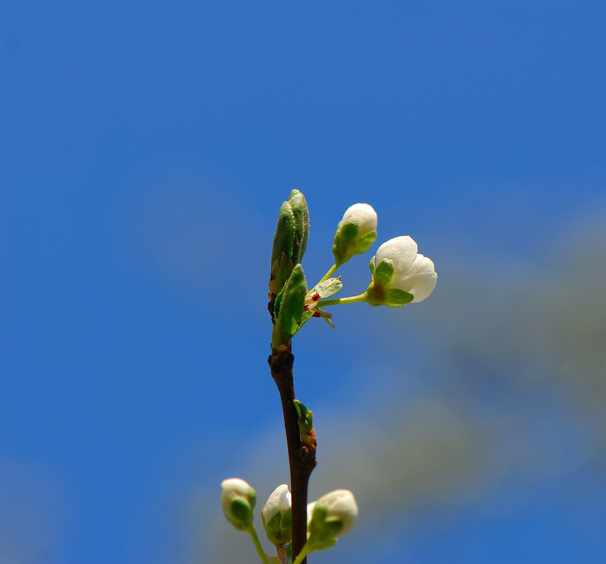 写一首春天的诗