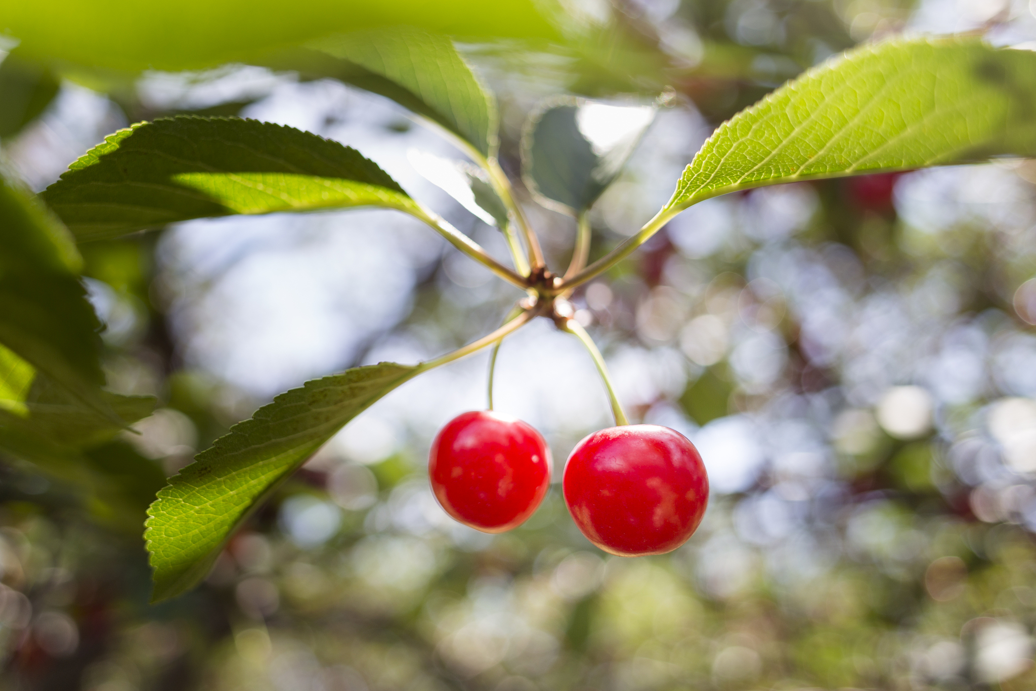 cherries on tree in cherry orchard