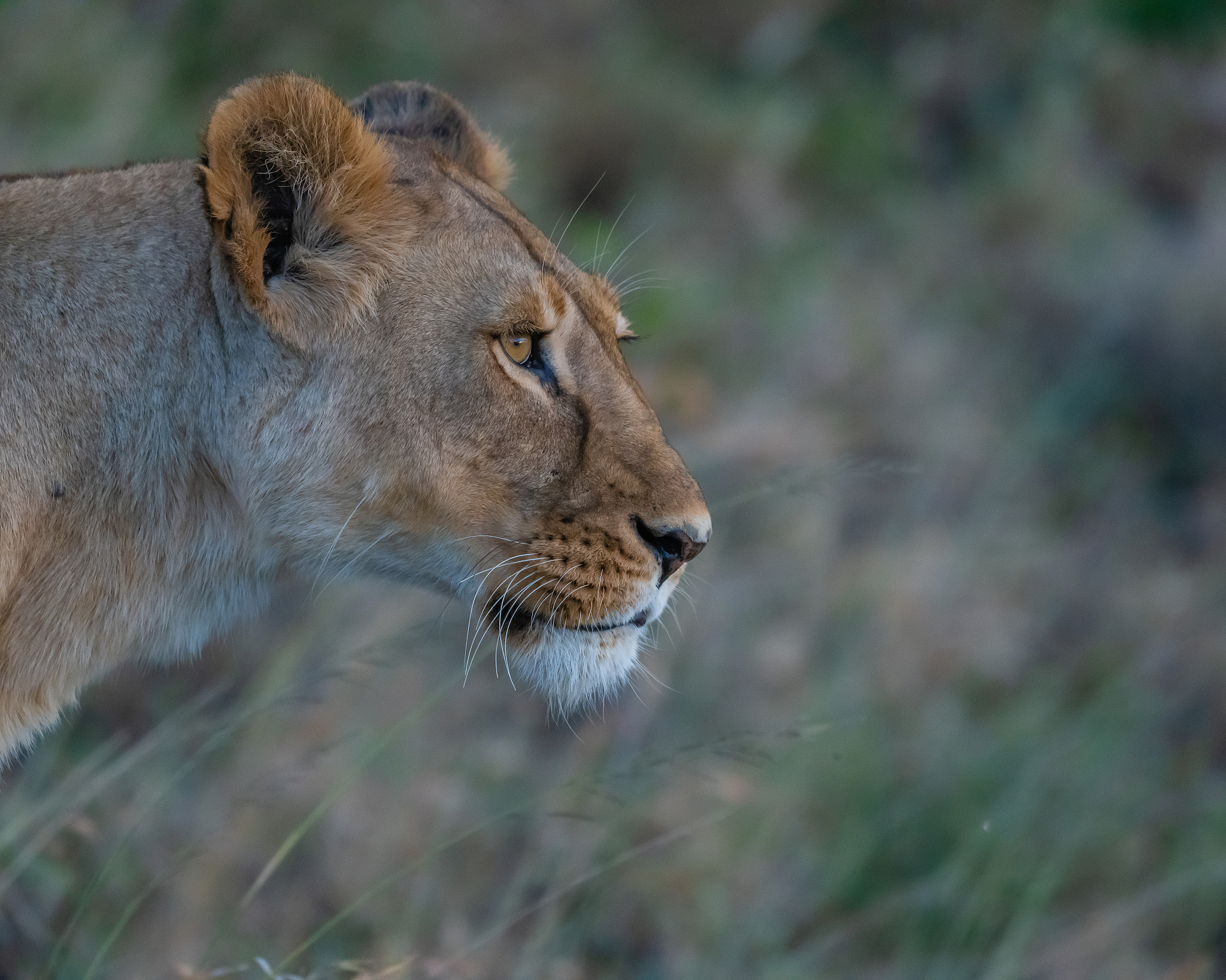 female lion face in profile