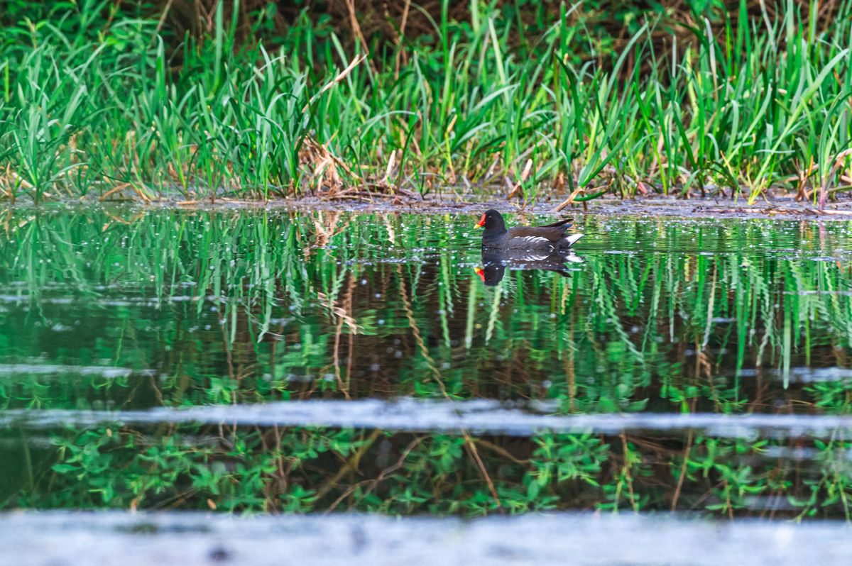 青蛙的泥塘：探秘充满生机的自然景观