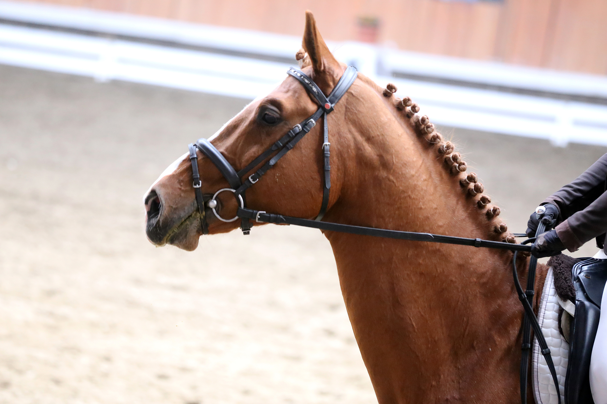 portrait of a sport horse during dressage competition under sadd