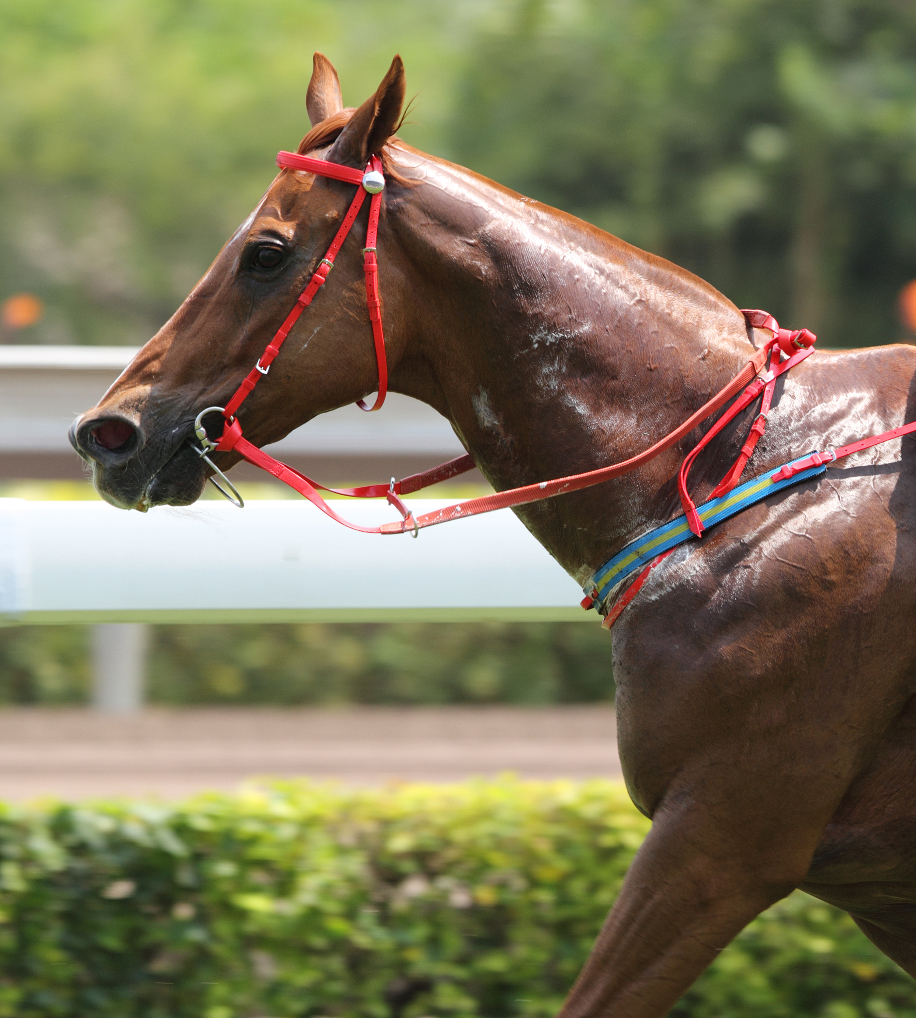 horse racing