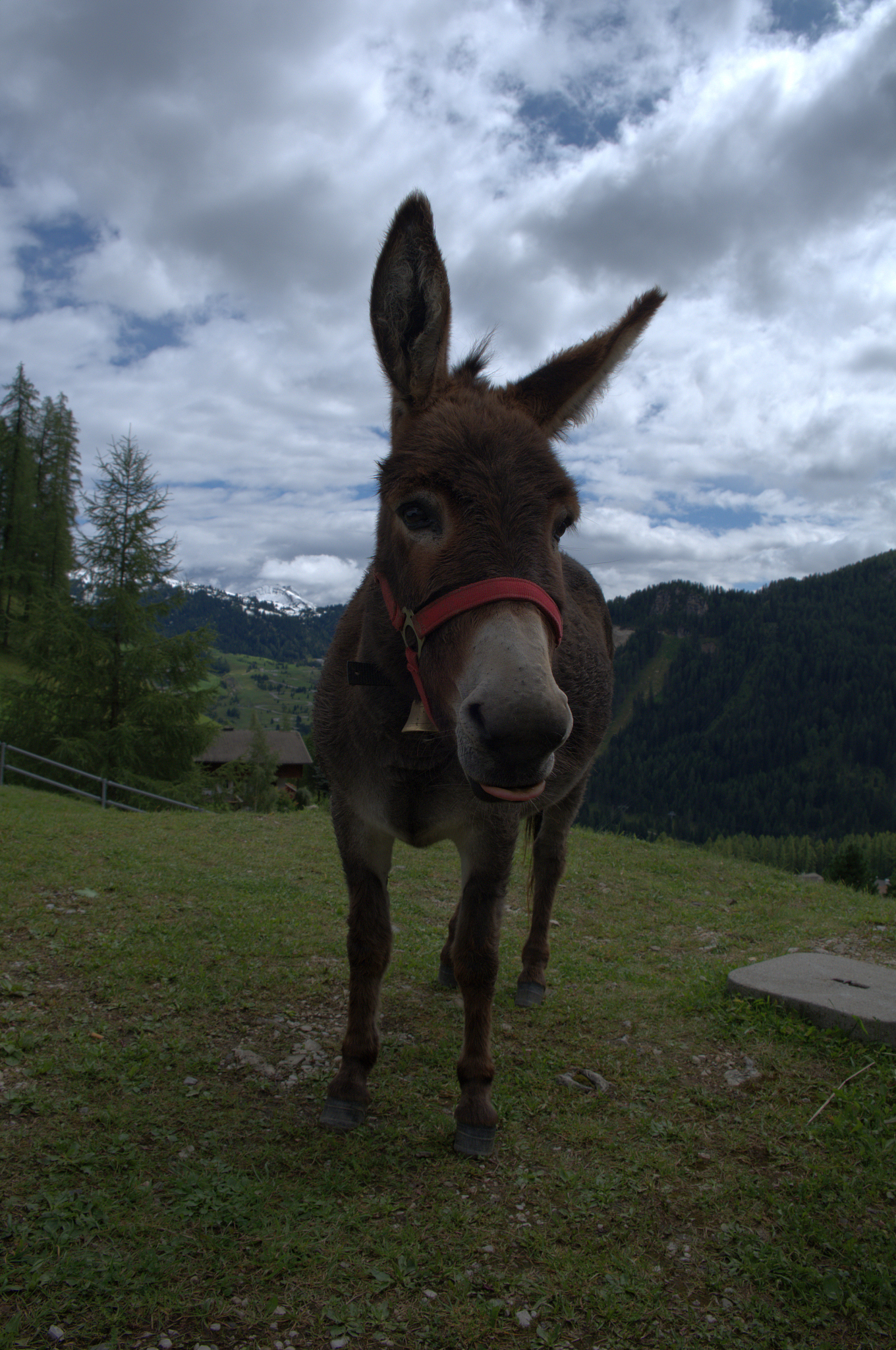 the donkey among the mountains