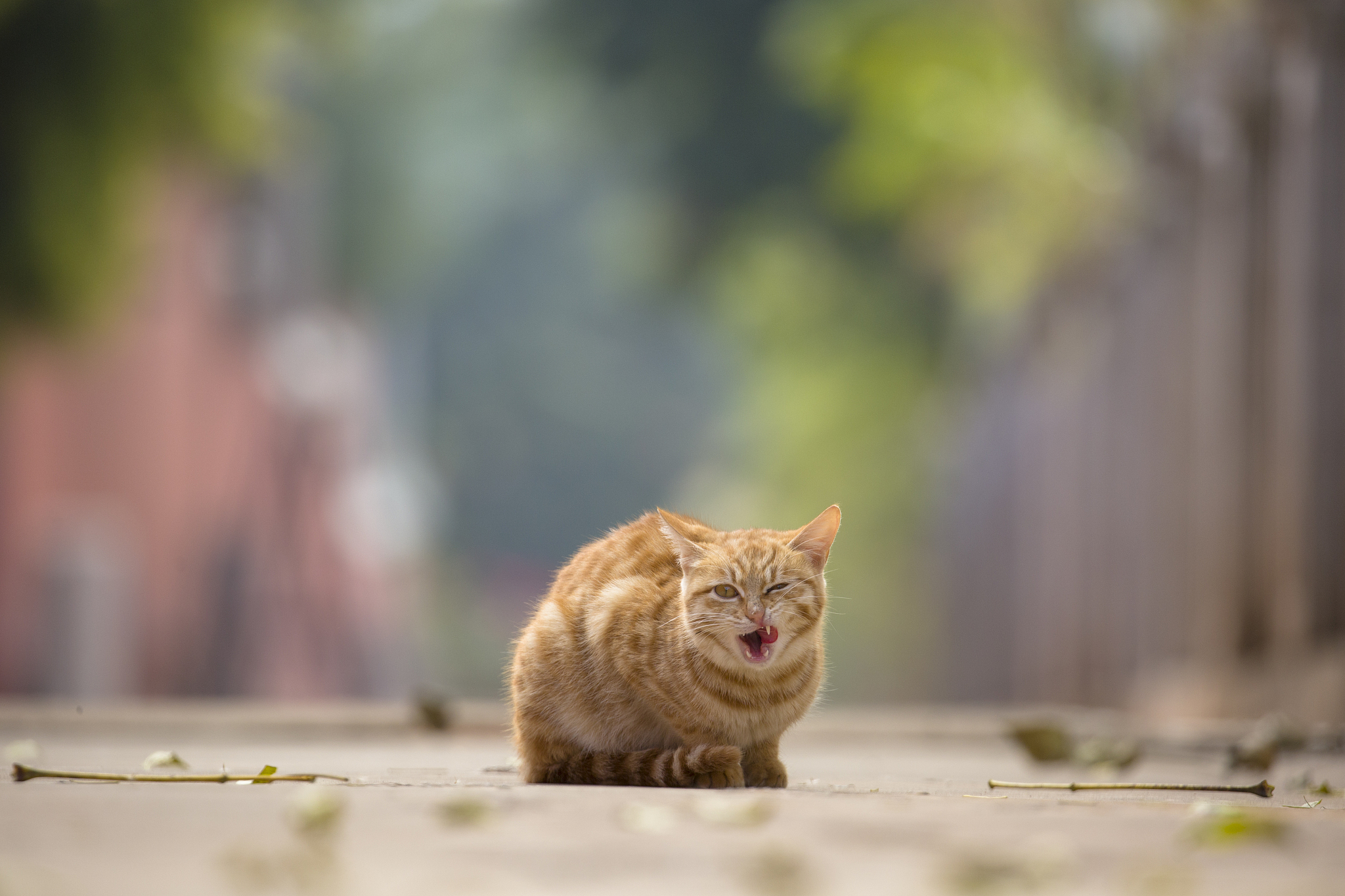 重庆医科大学校园猫咪：那些毛茸茸的校园精灵