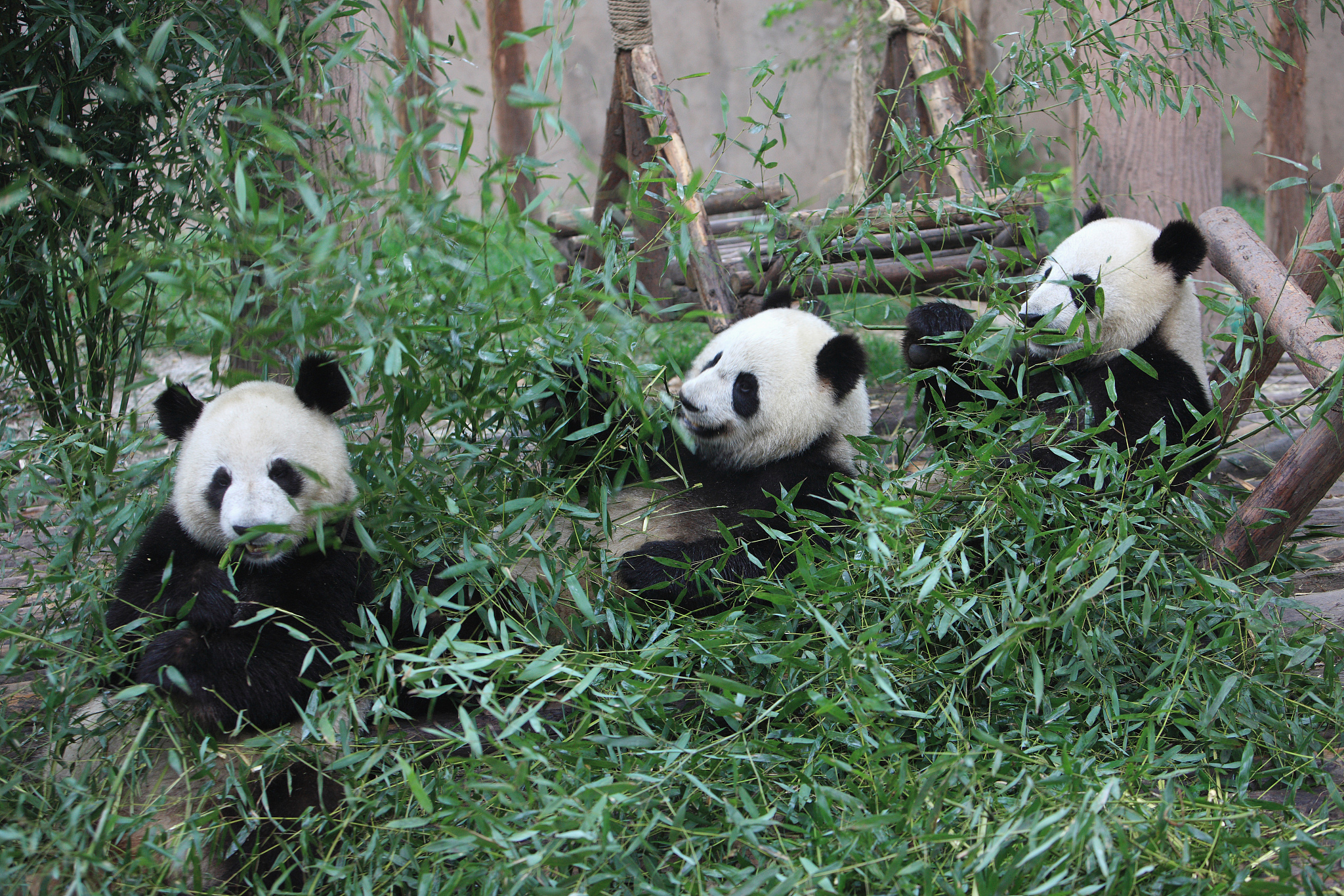 陕西居民驾车偶遇淡定大熊猫：国宝现身引关注