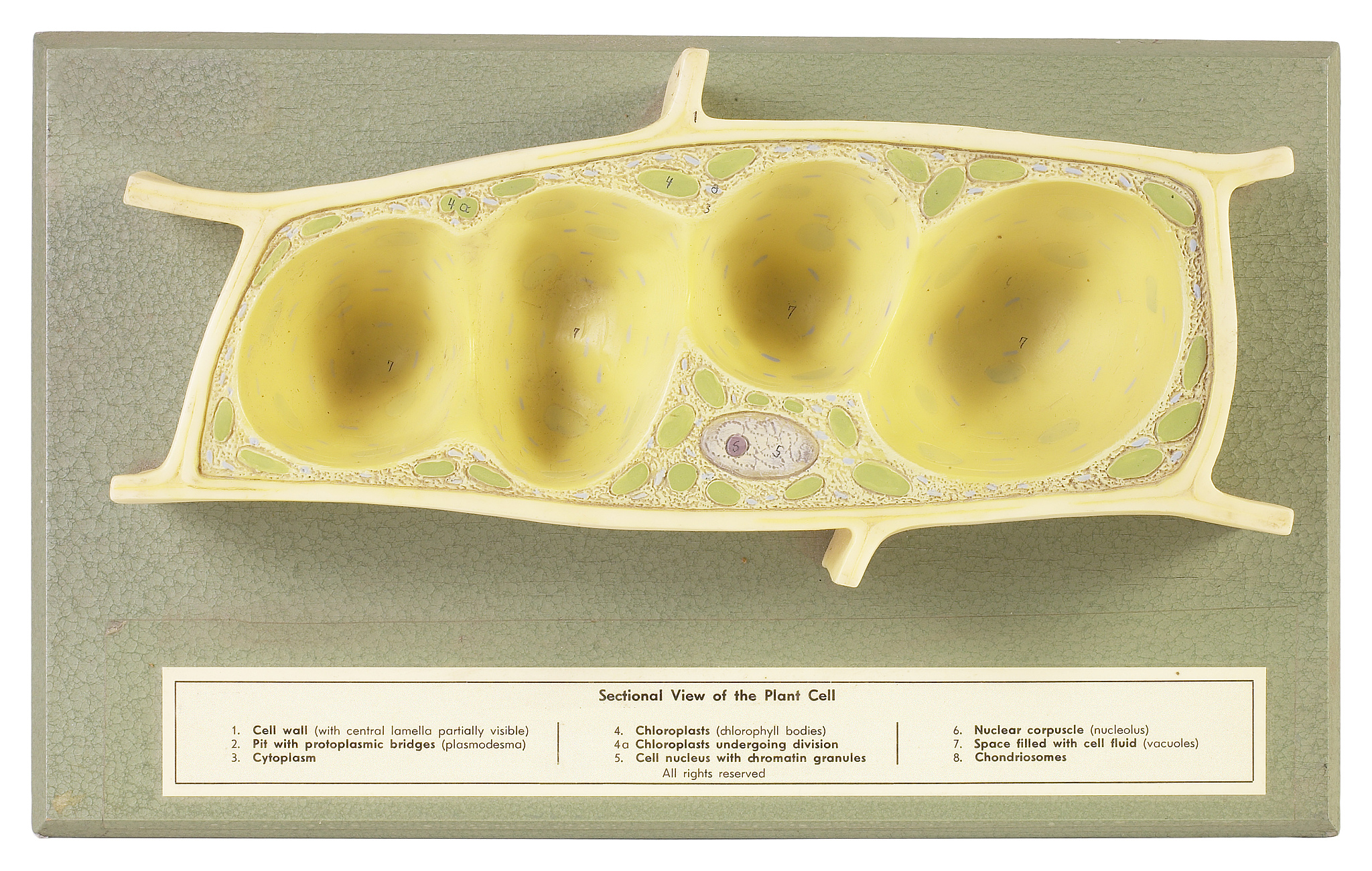 细菌糖被类型判断 - 单选题