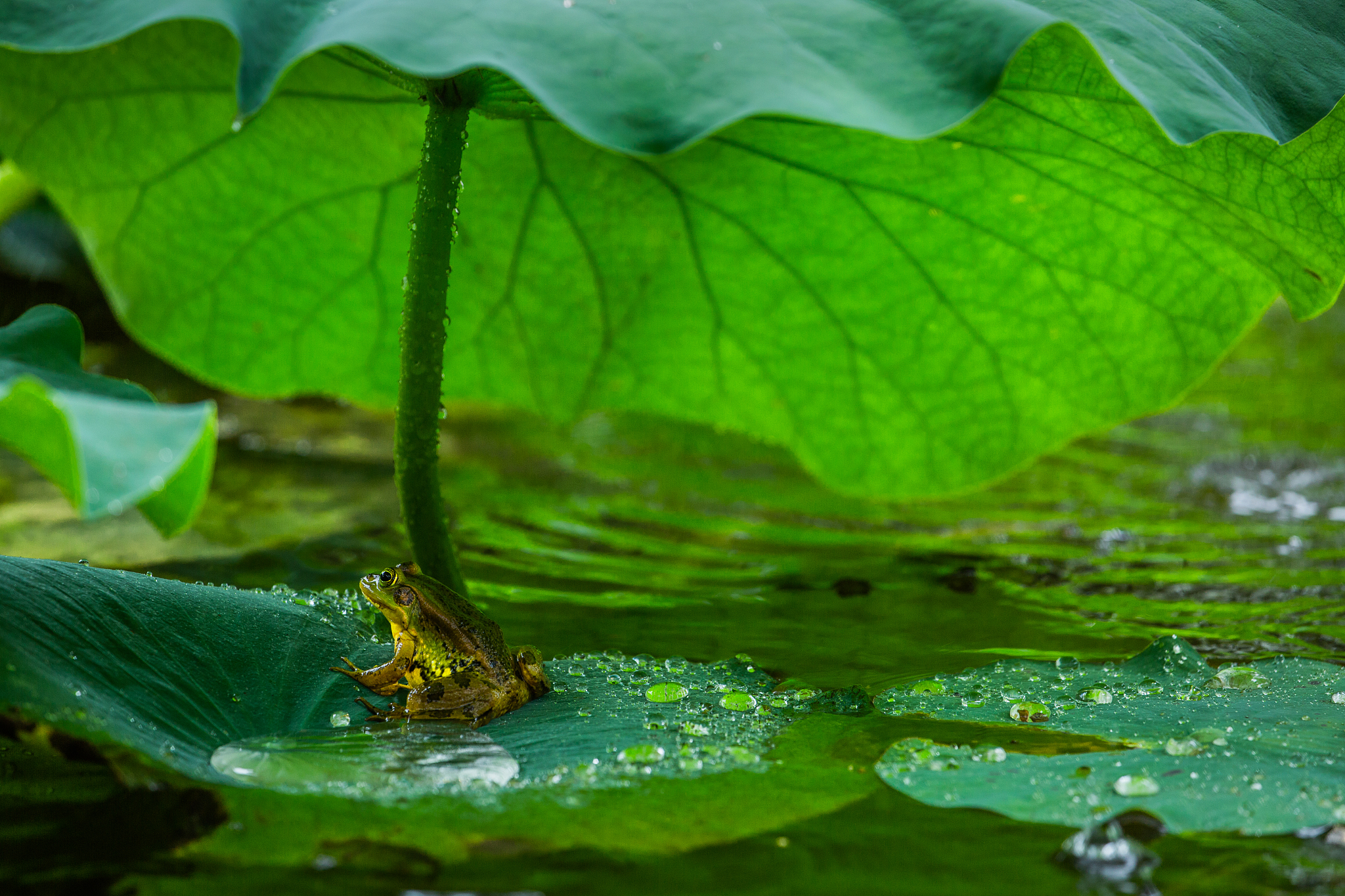 青蛙荷叶歌声：夏日荷塘的清凉与和谐