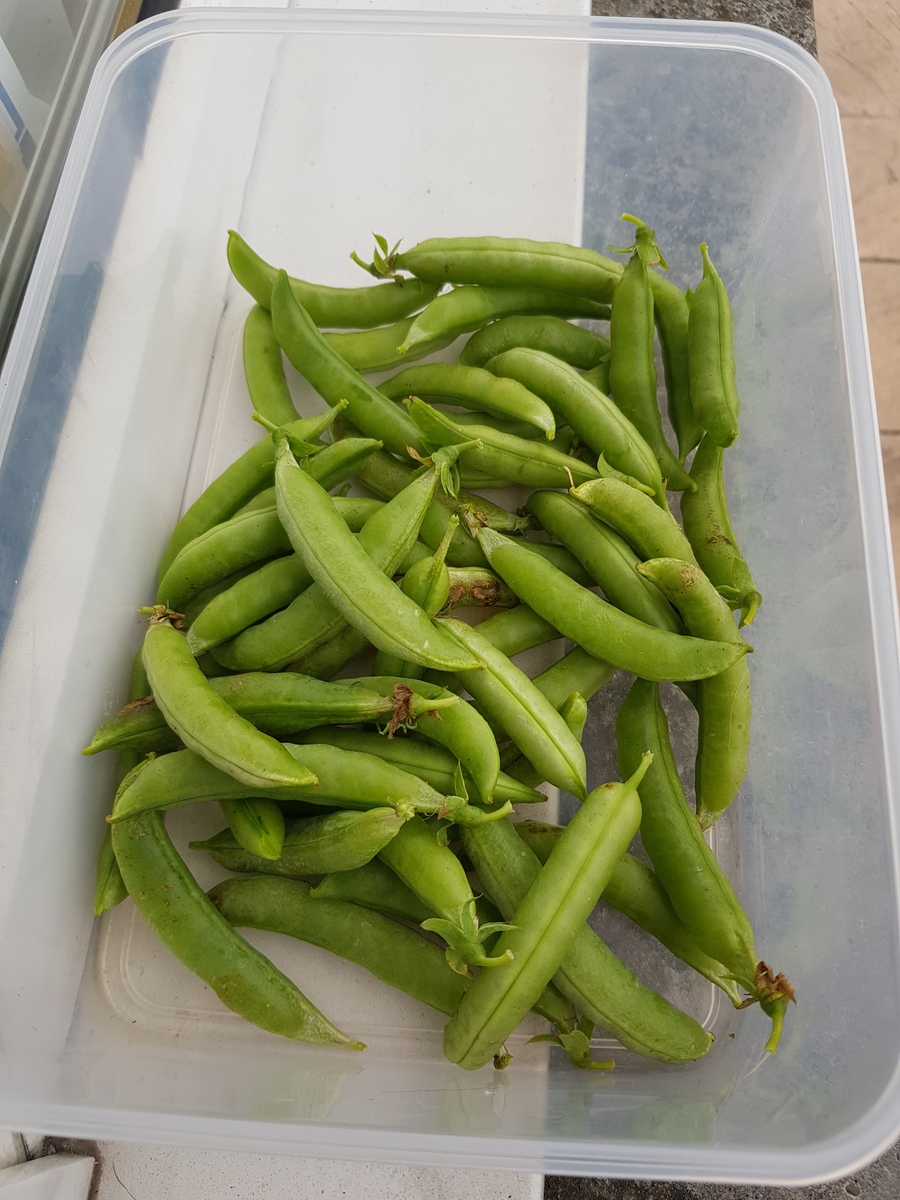 扁豆刀豆怎么浸泡？用醋去除污垢更易消化！