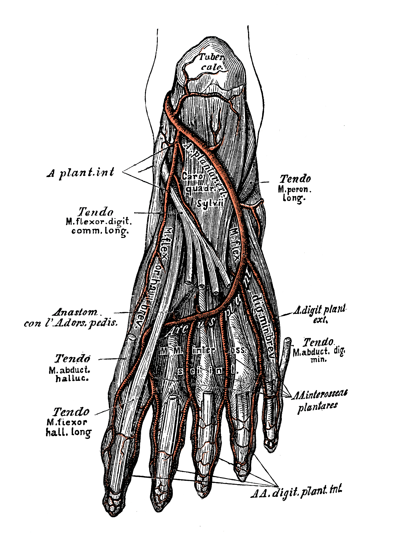 Pinky MCP: 小指掌指骨关节的解剖学