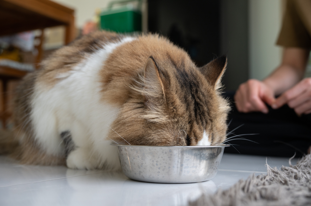 猫吃米汤图片大全