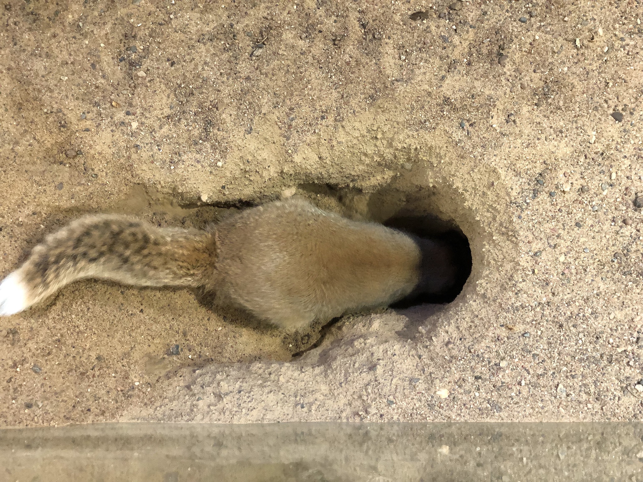 世界上最小的动物是什么