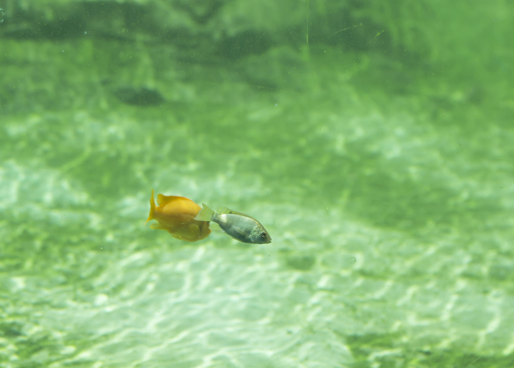 震惊！这种生物居然自带光合作用，晒晒太阳就能活？！