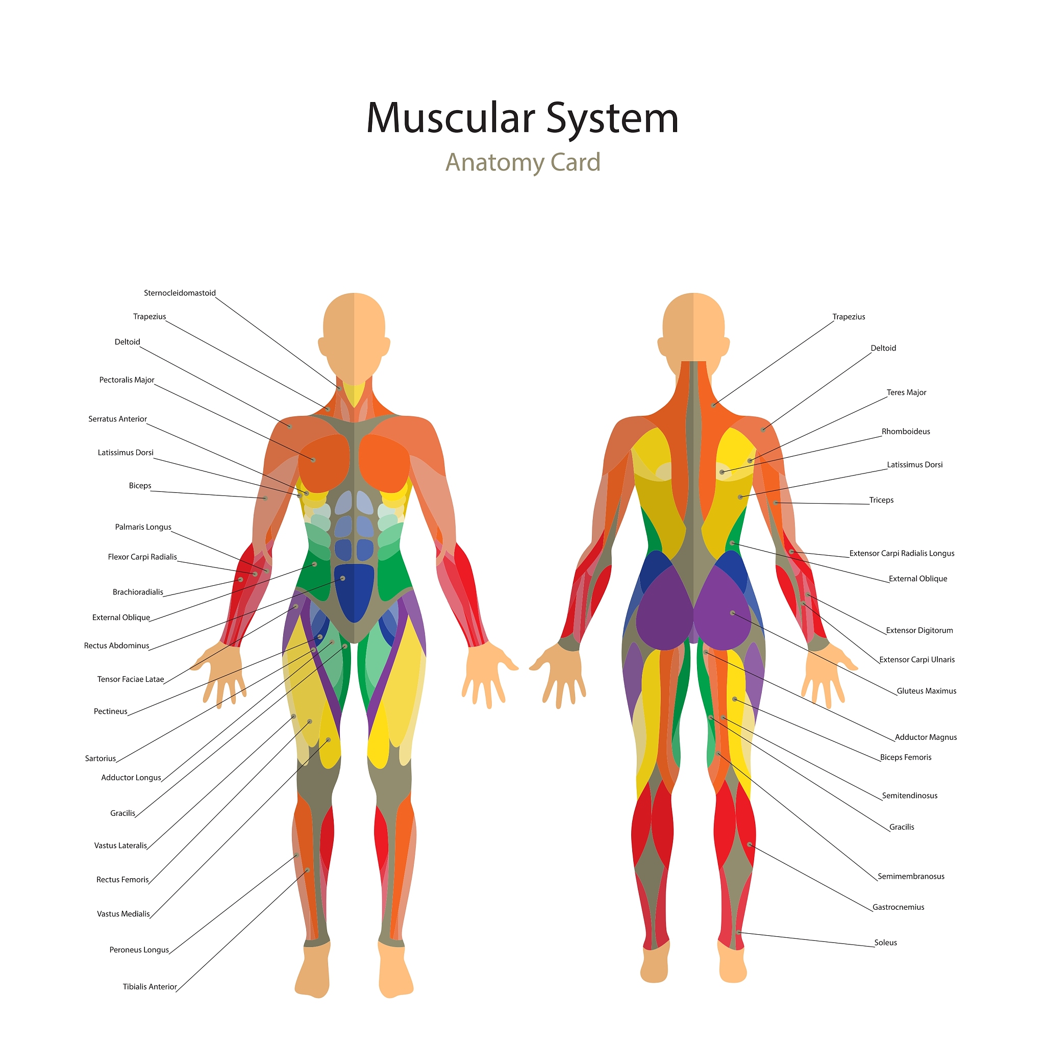 什么人种缺少一块肌肉