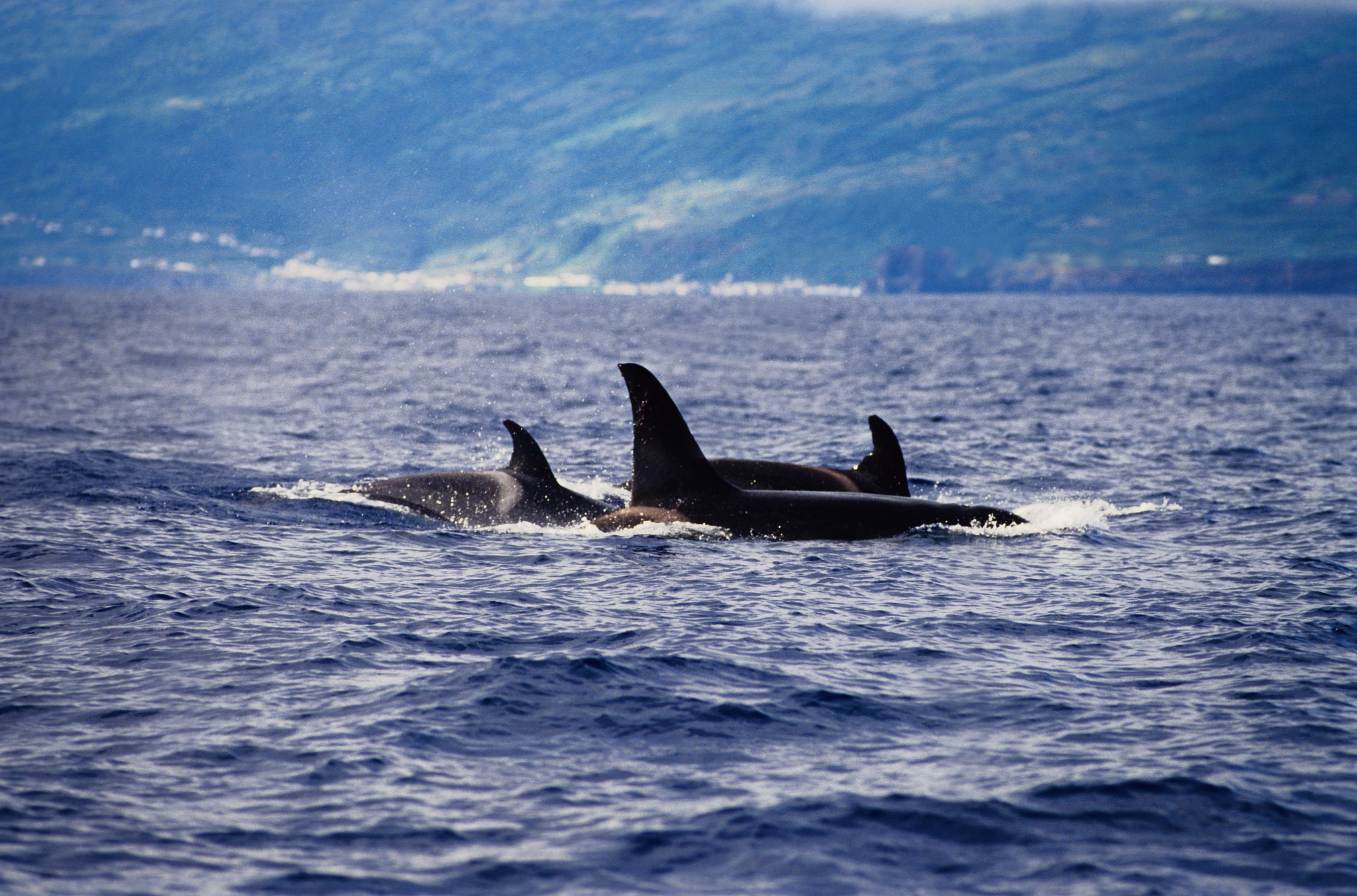 大连海洋学校招生办电话是多少？