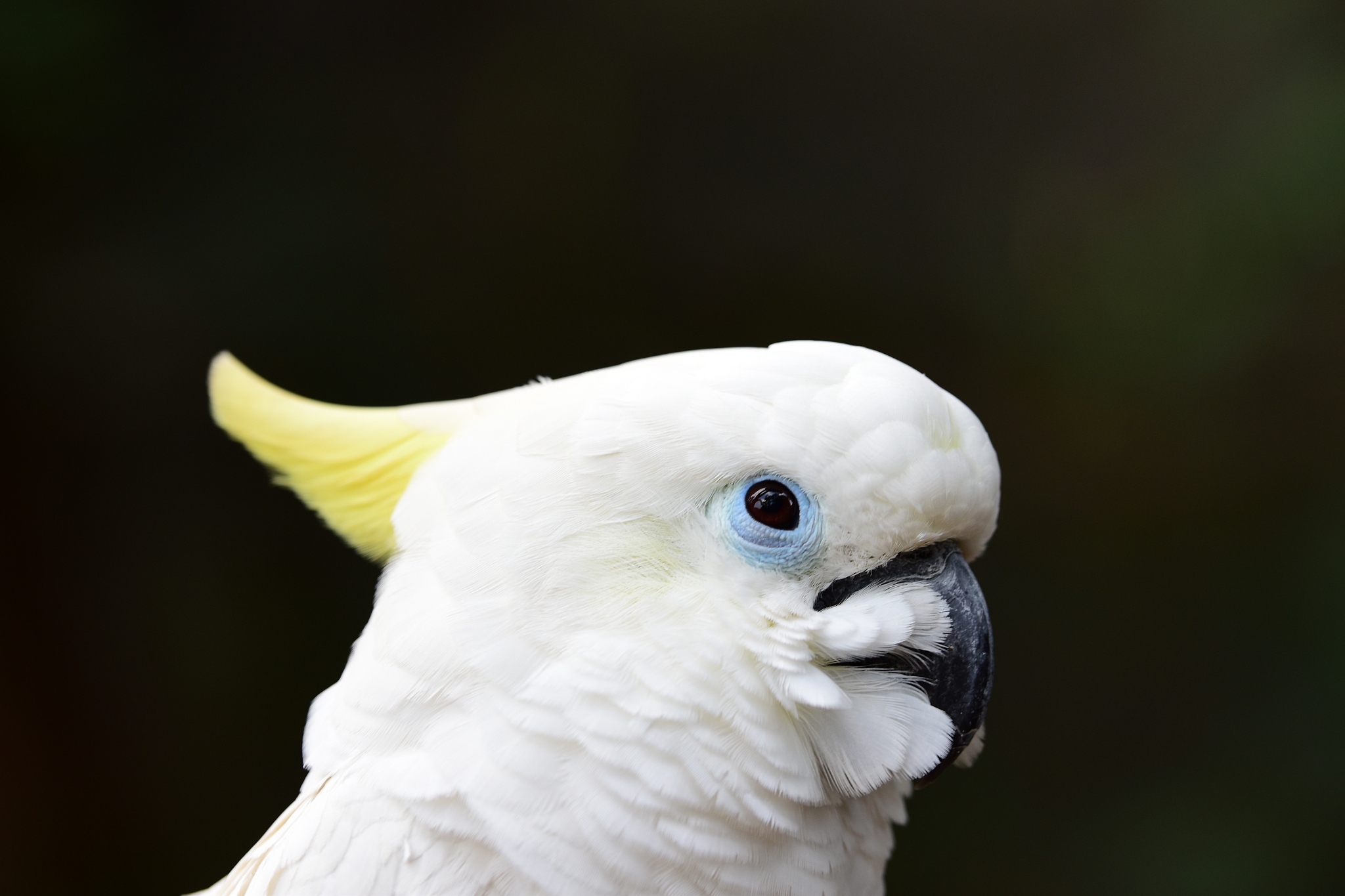 Hewan dan Tumbuhan Endemik Indonesia: Dapatkah Mereka Hidup di Negara Lain?
