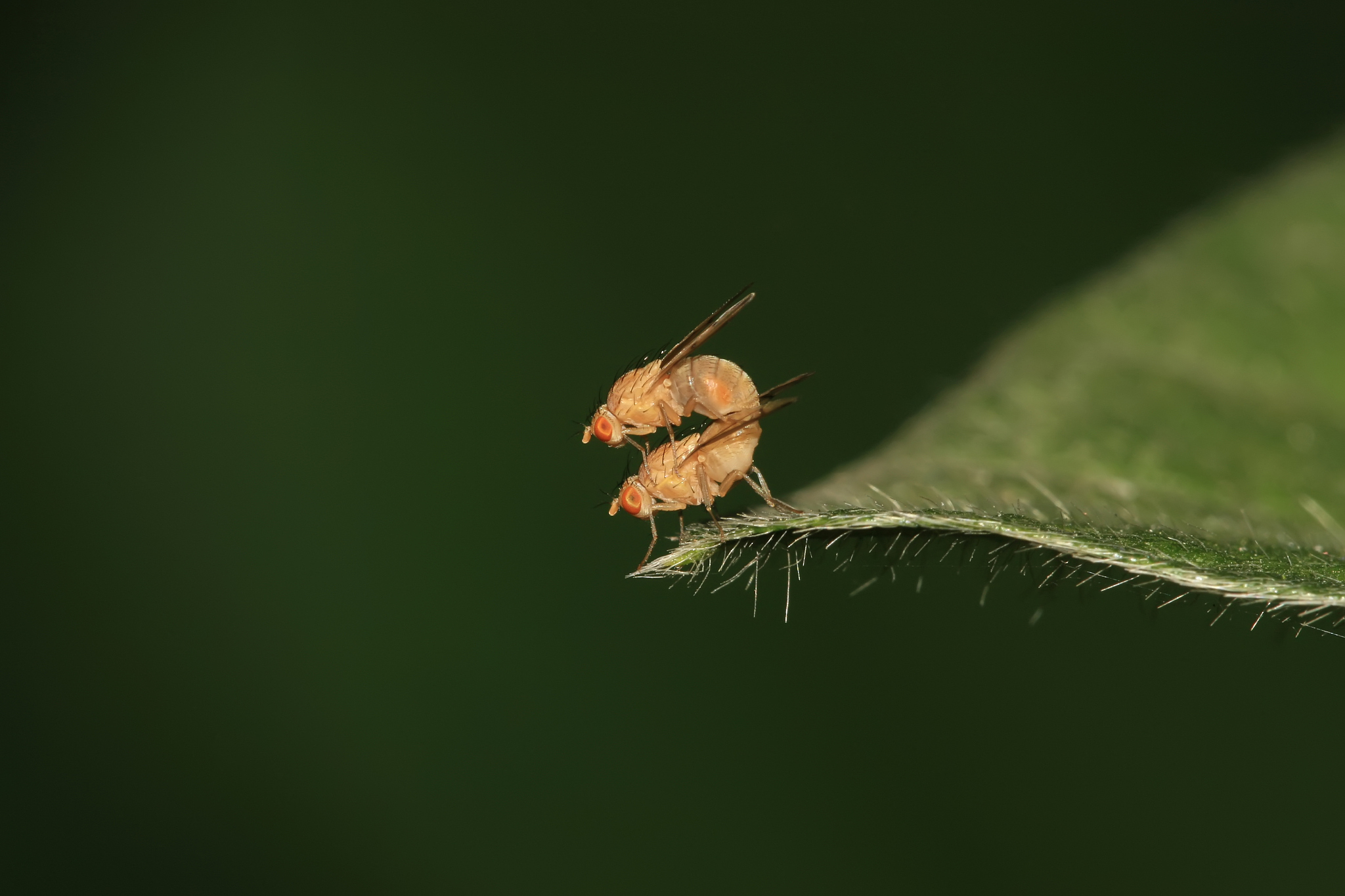 昆虫学实习心得体会800字