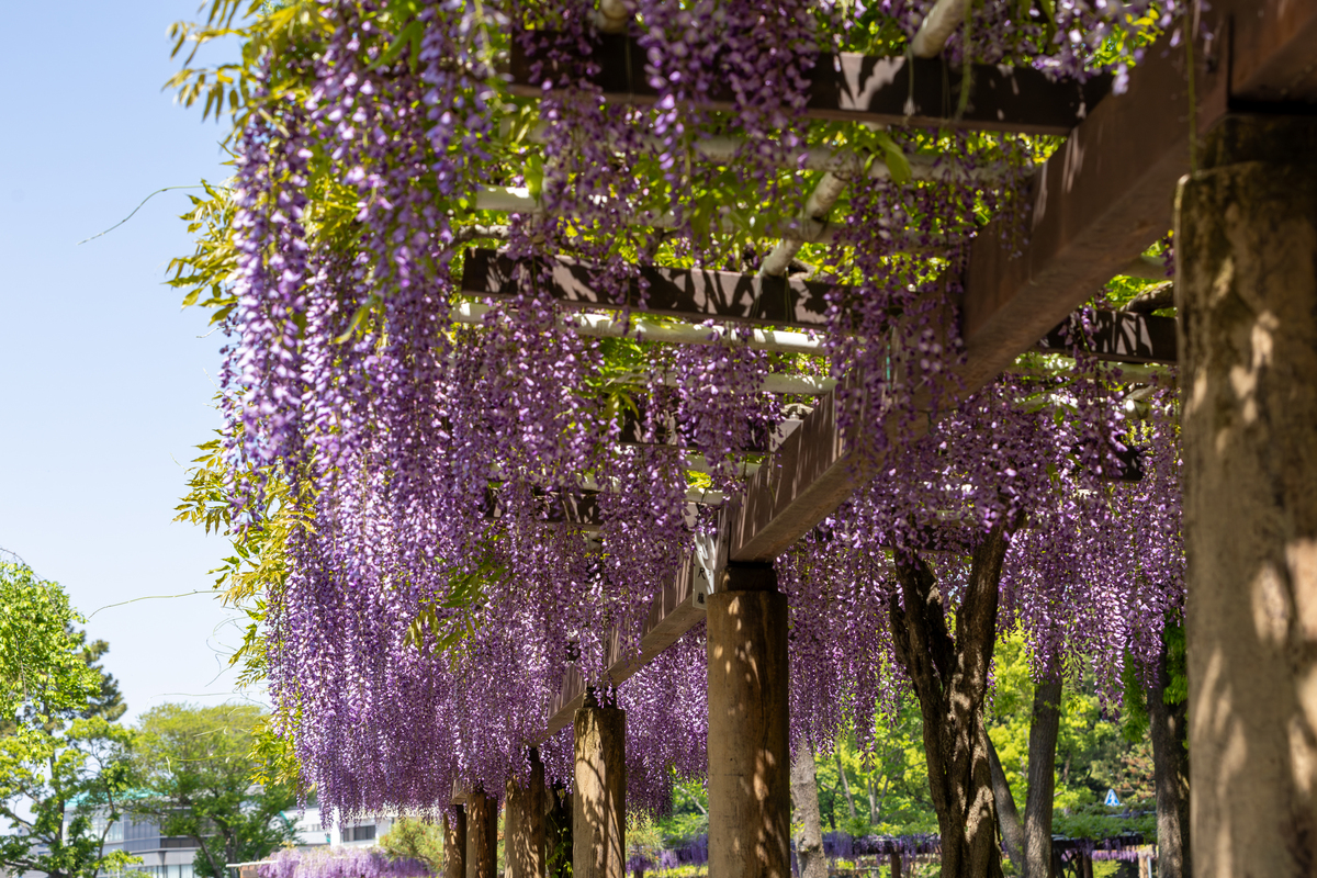 用紫藤花锦门桂湖公园音乐家拉琴这四个词写一段关于新都景区的句子