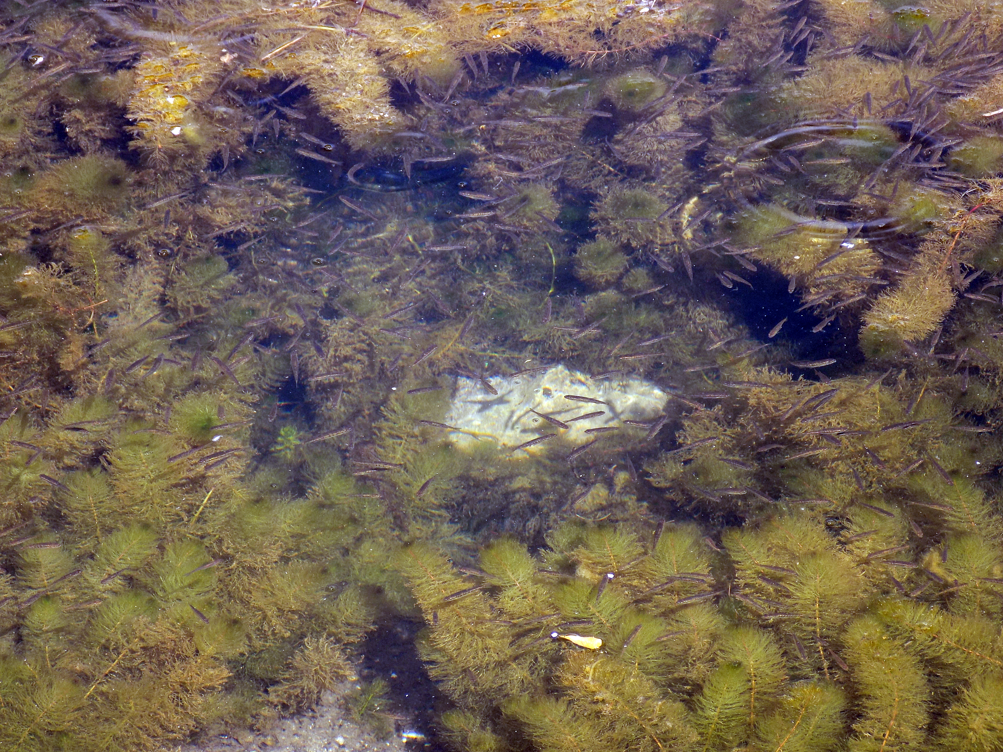 磺胺甲噁唑对中肋骨条藻的毒性研究：高残留风险及抗氧化机制