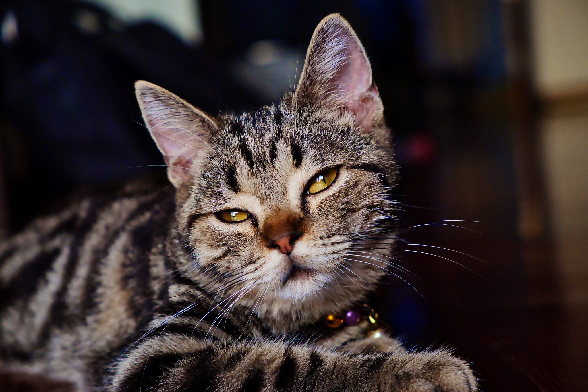 cat