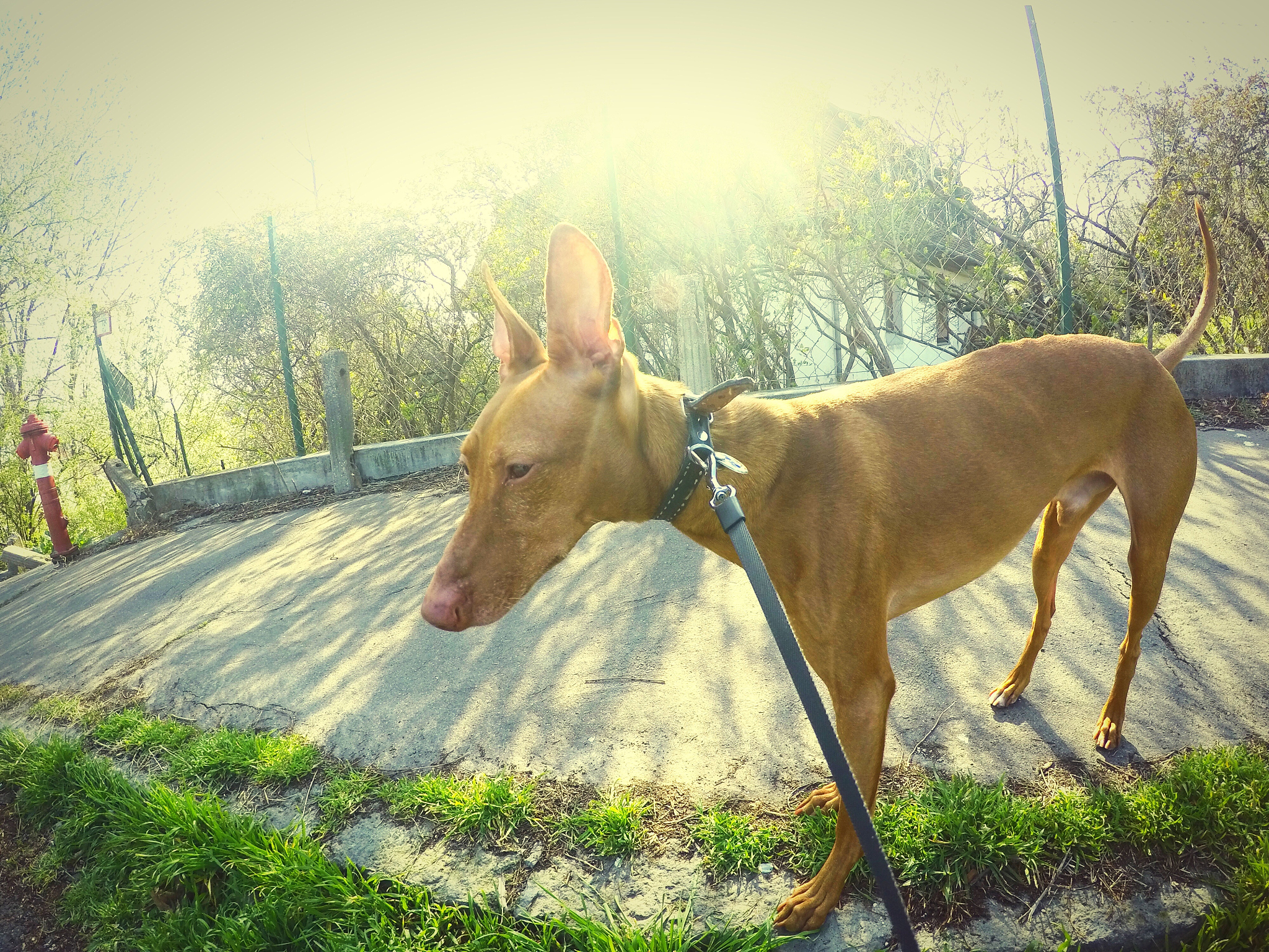 close-up of brown dog on footpath