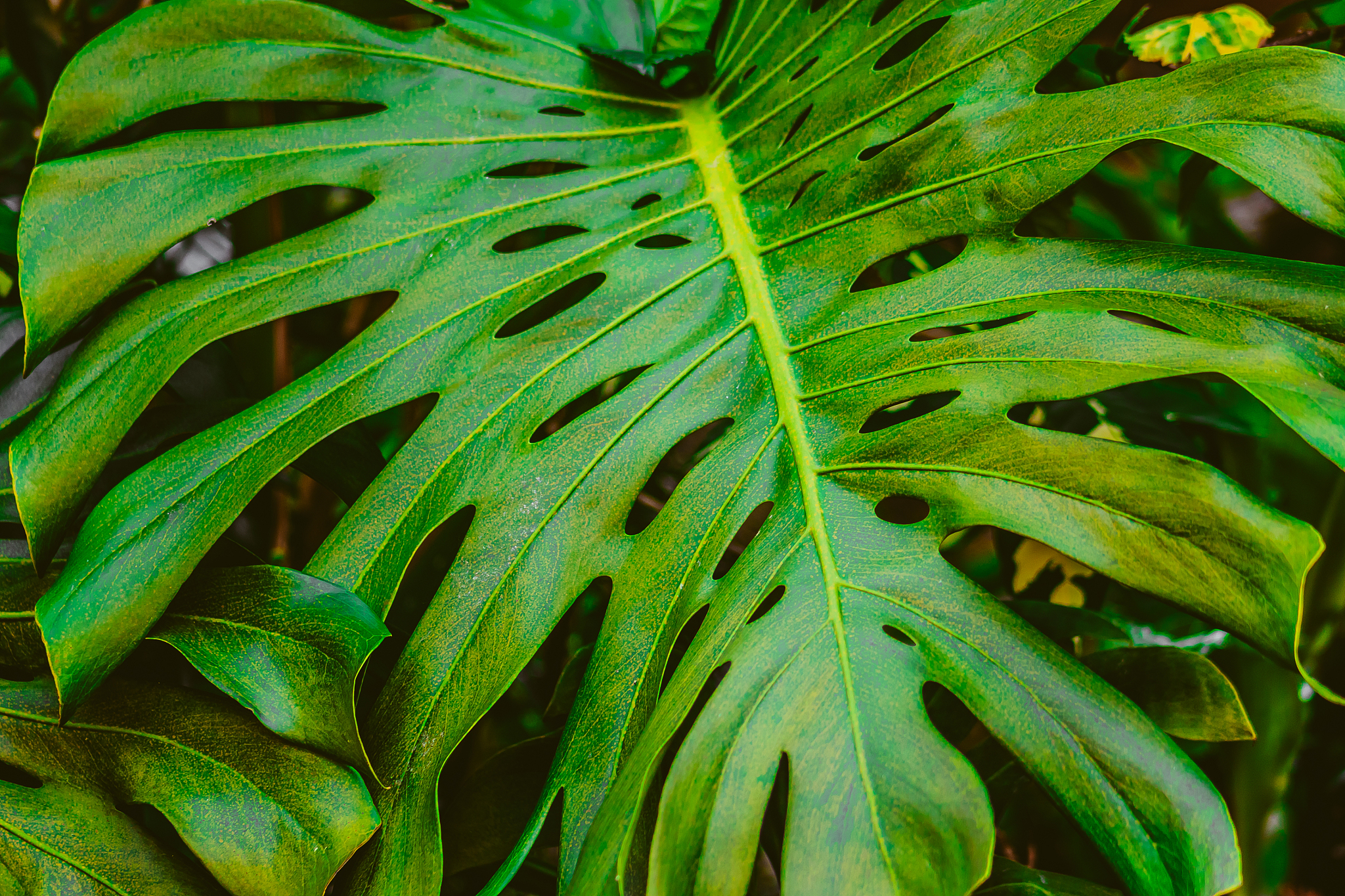 close-up of green leaves