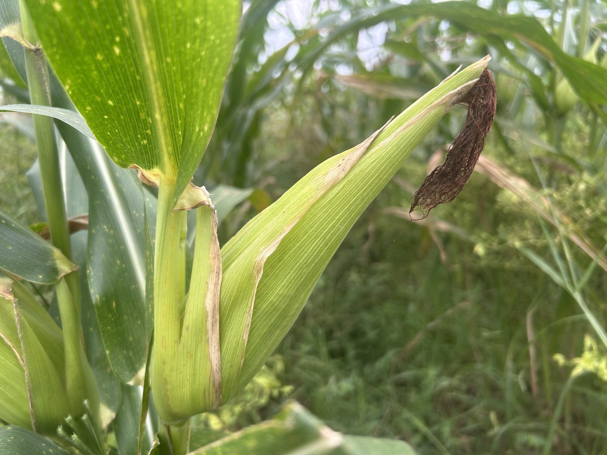 小麦上边有虫子怎么办