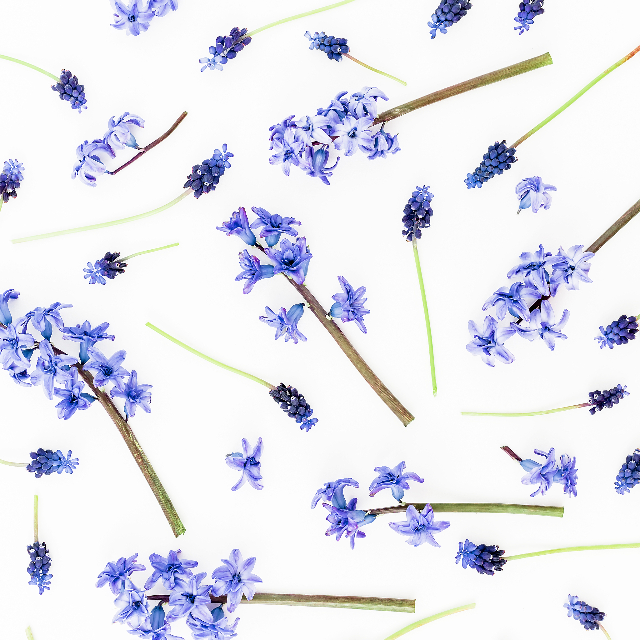 frame with spring flowers and petals on white background. flat l