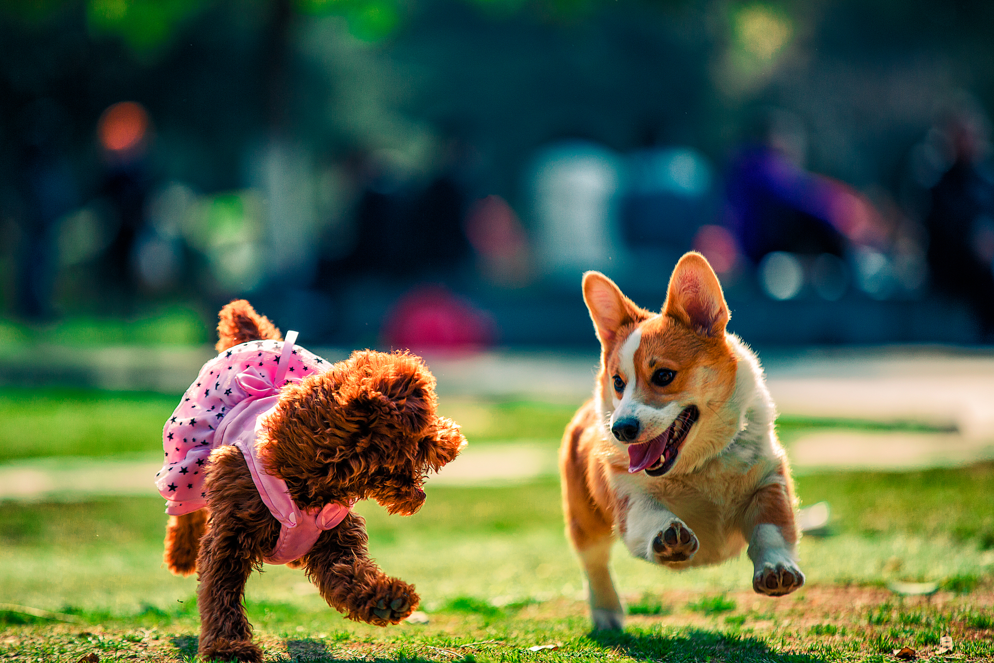 解构狗狗行为: 从宠物玩具看懂你的毛孩子