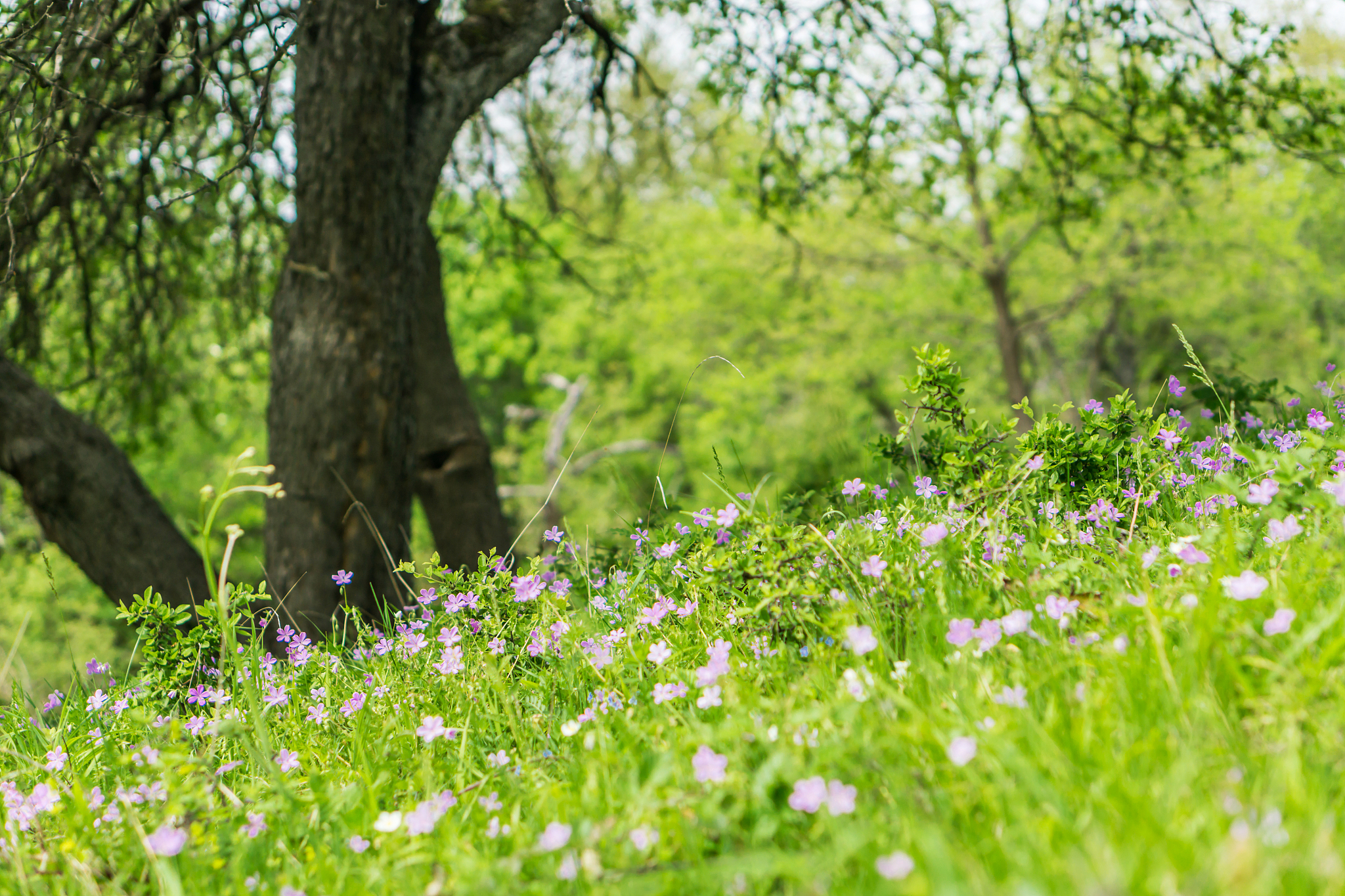 春天的美好：万物复苏，生机盎然