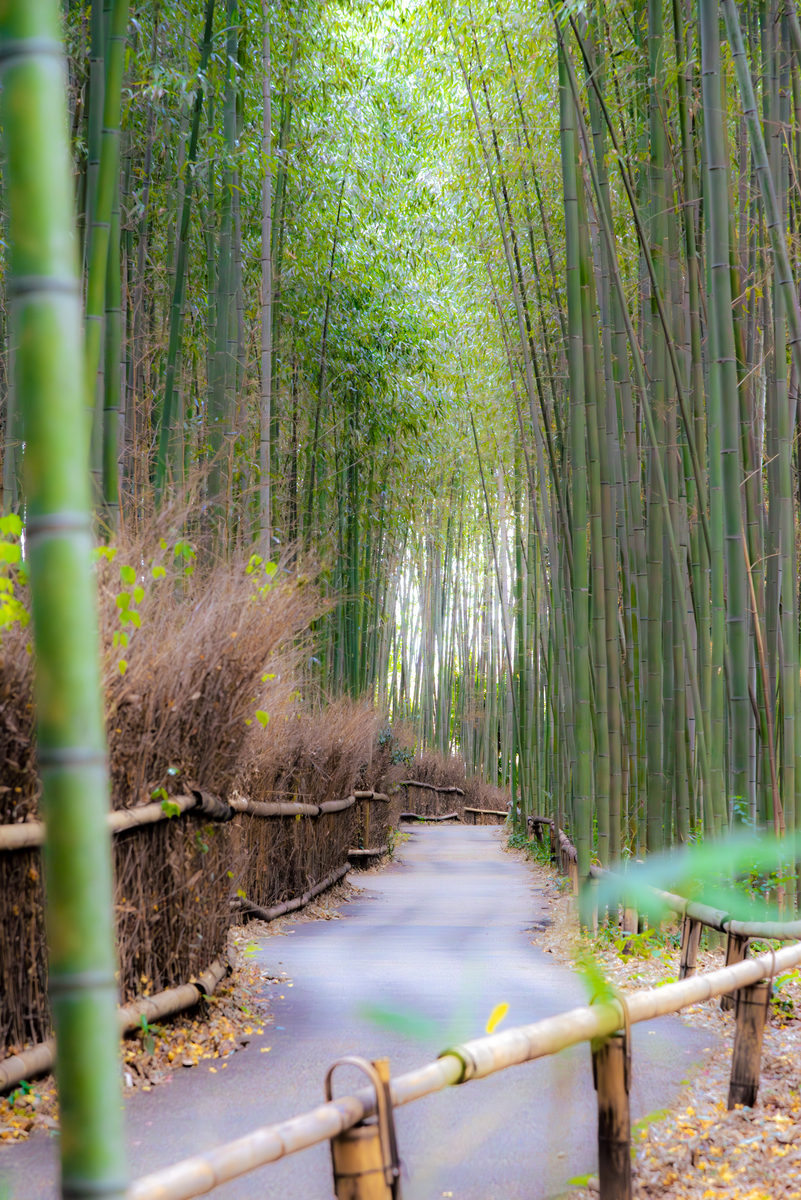 乡间竹林：宁静与活力交织的自然天堂