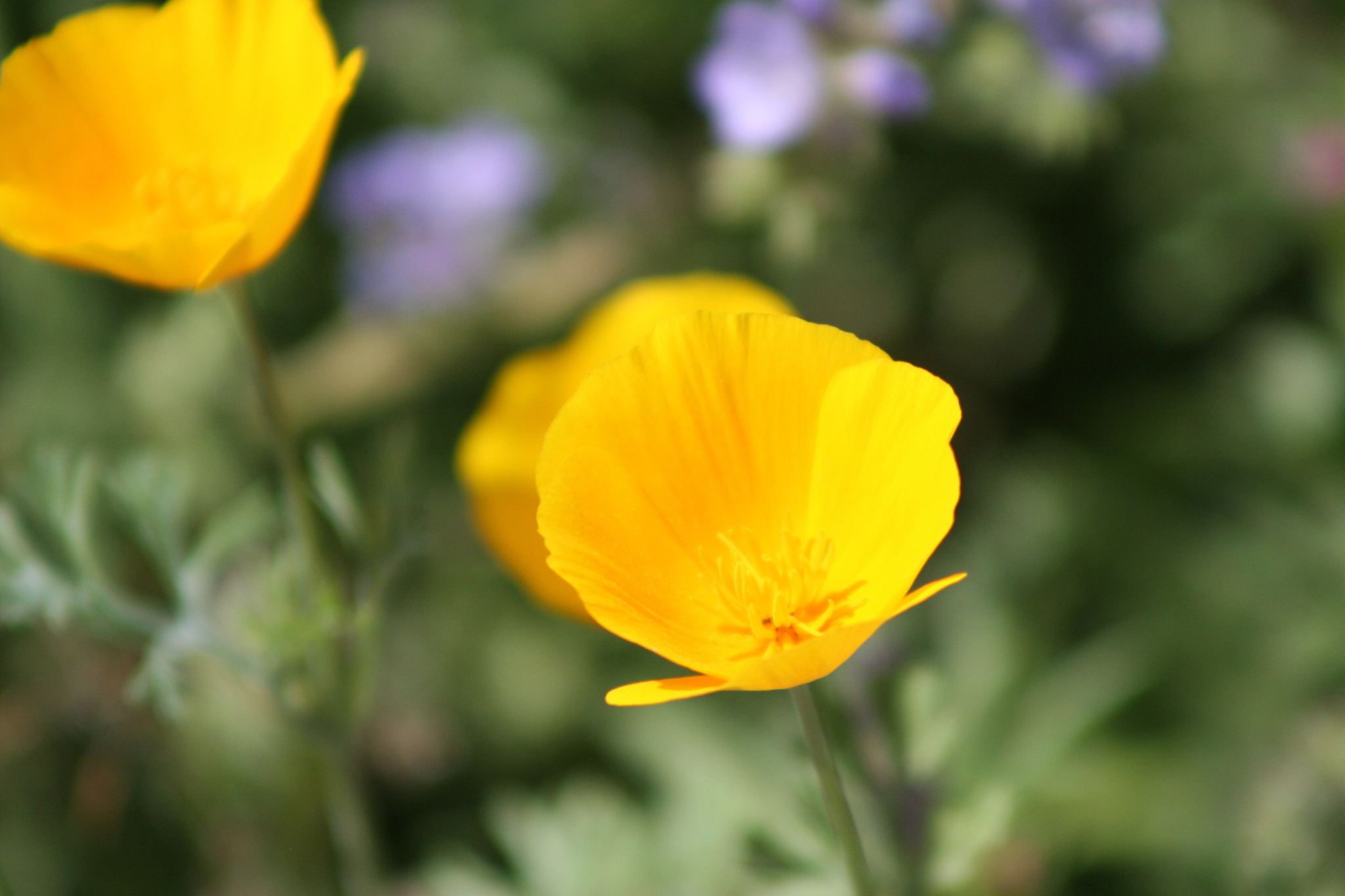 yellow poppies in spring