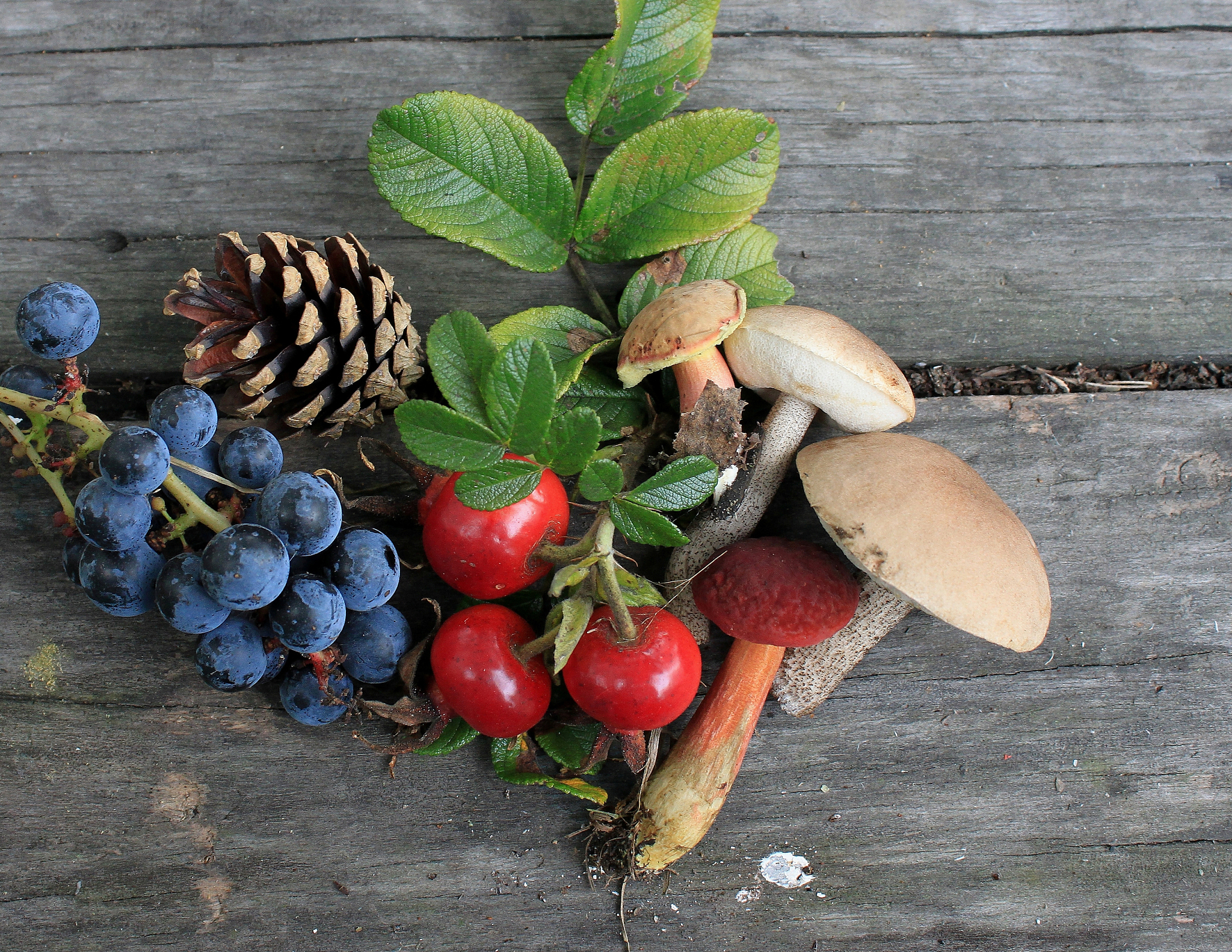 Discover Local Free Food: Explore Edible Plants with Falling Fruit