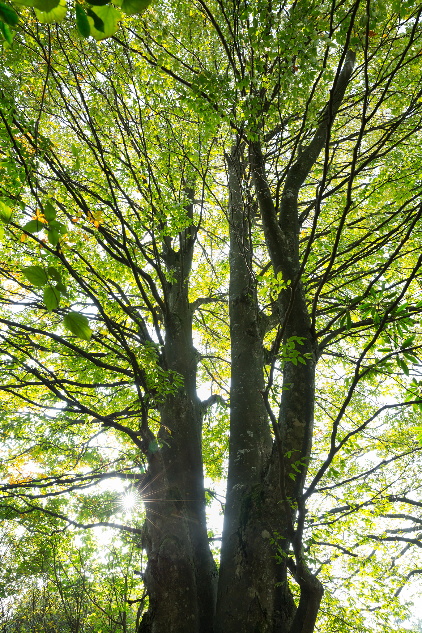 德邦物流可以到乡镇是吧？我邮寄一张欧式大床两个床头柜子一个席梦思从苏州苏州中信森林湖小区邮寄到泰州兴化市戴窑镇林潭乡叶堡村大概多少钱打包费是不是例外算钱的。