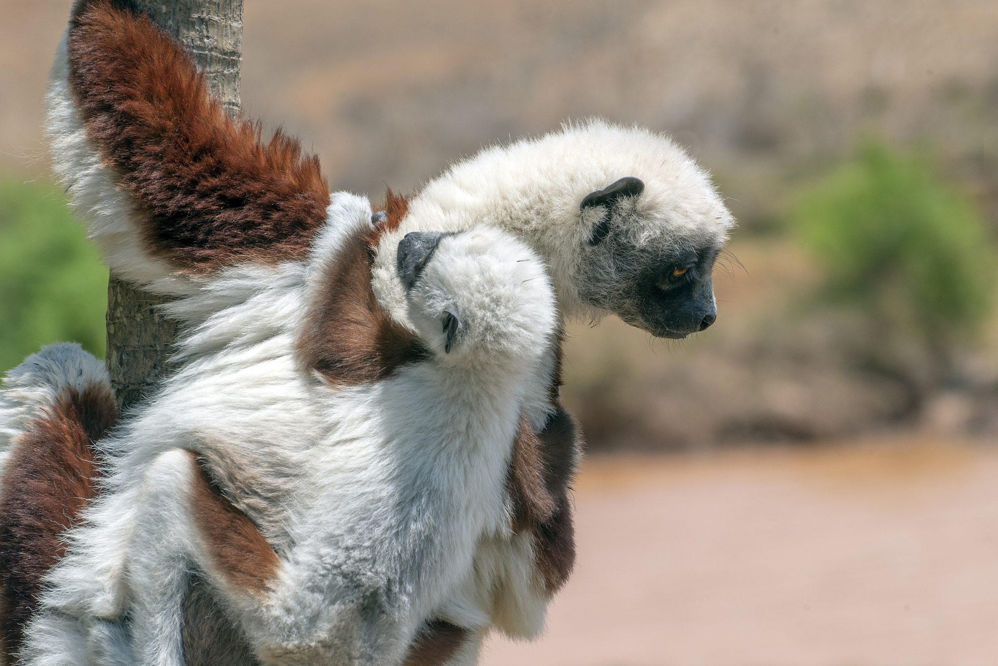 crowned sifaka lemur ( propithecus coronatus ),with baby.close u