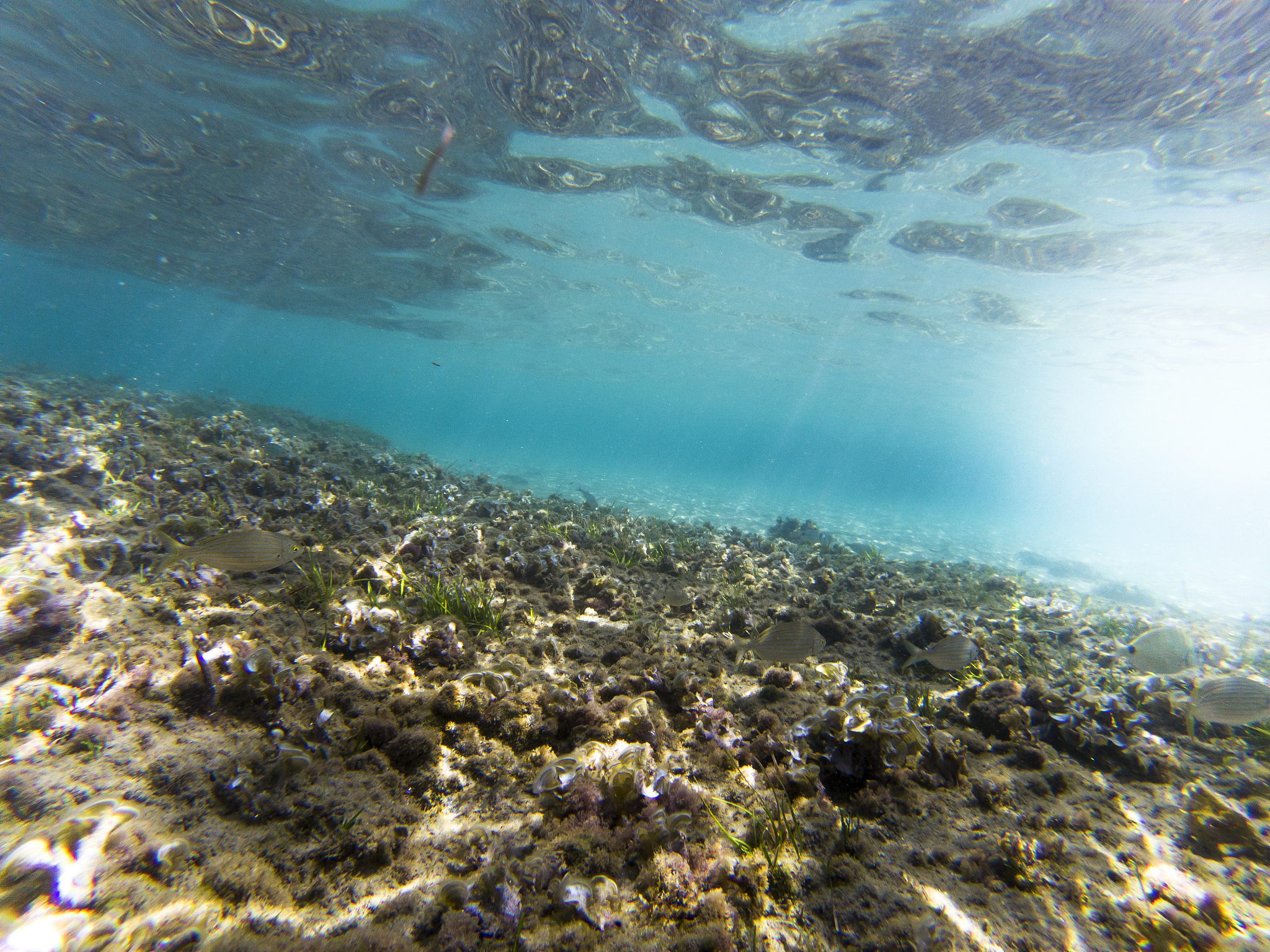 盐度如何影响海洋生态系统