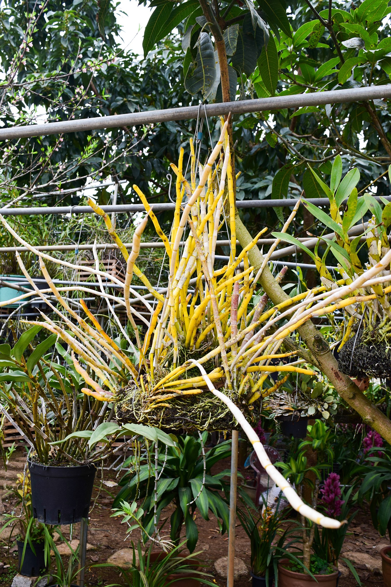 orchid in the flower pot in orchid farm