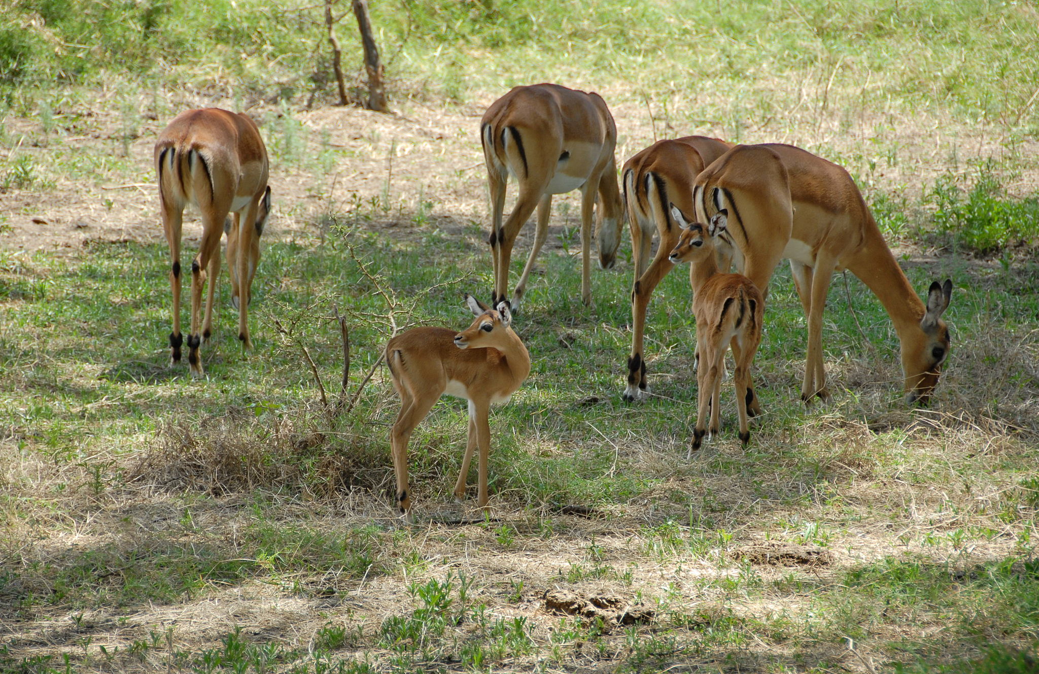 small herd of thomson's gazelle.