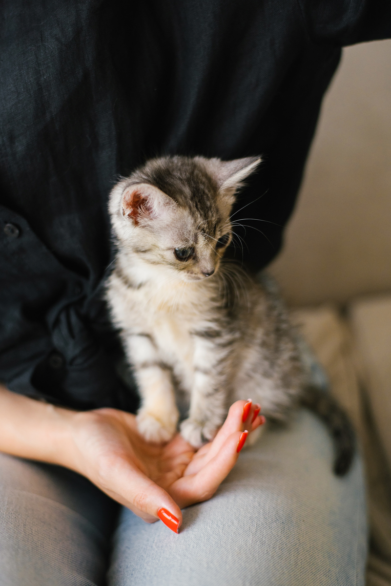 新手养猫必看！小猫咪除了躲着乱拉乱尿，还有哪些意想不到的行为？