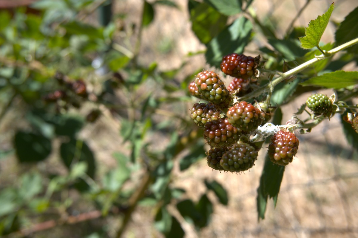 human 天然刺蒺藜是什么;