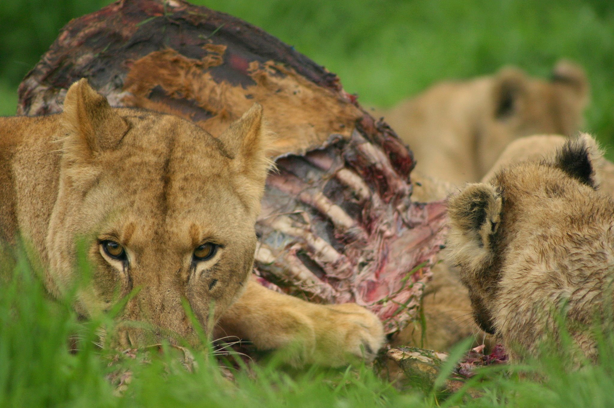 同类相食出现在什么动物身上为什么