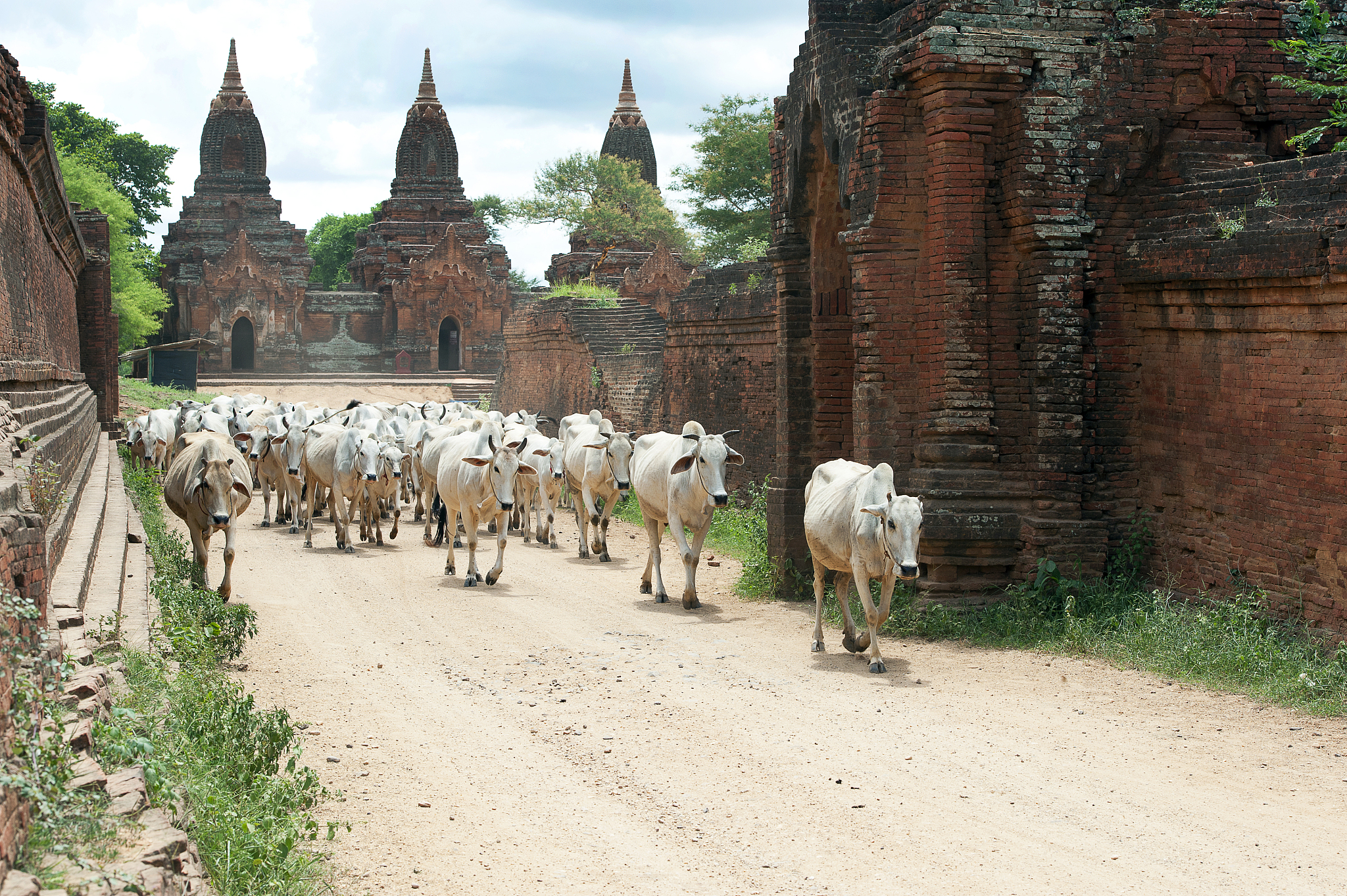 cattle corridor through temples, bagan, myanmar