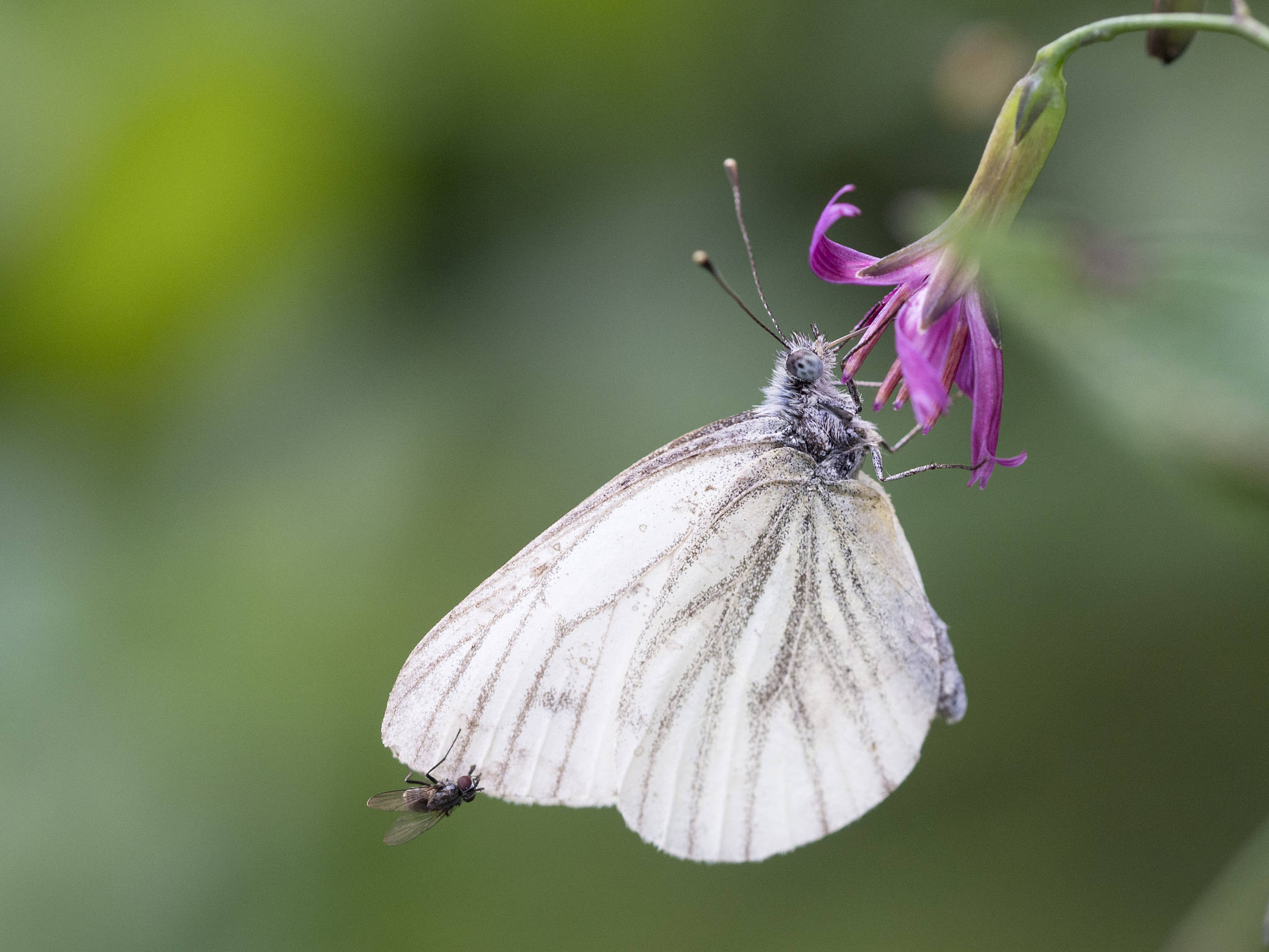 ein schmetterling an einer blüte (hasenlattich).
