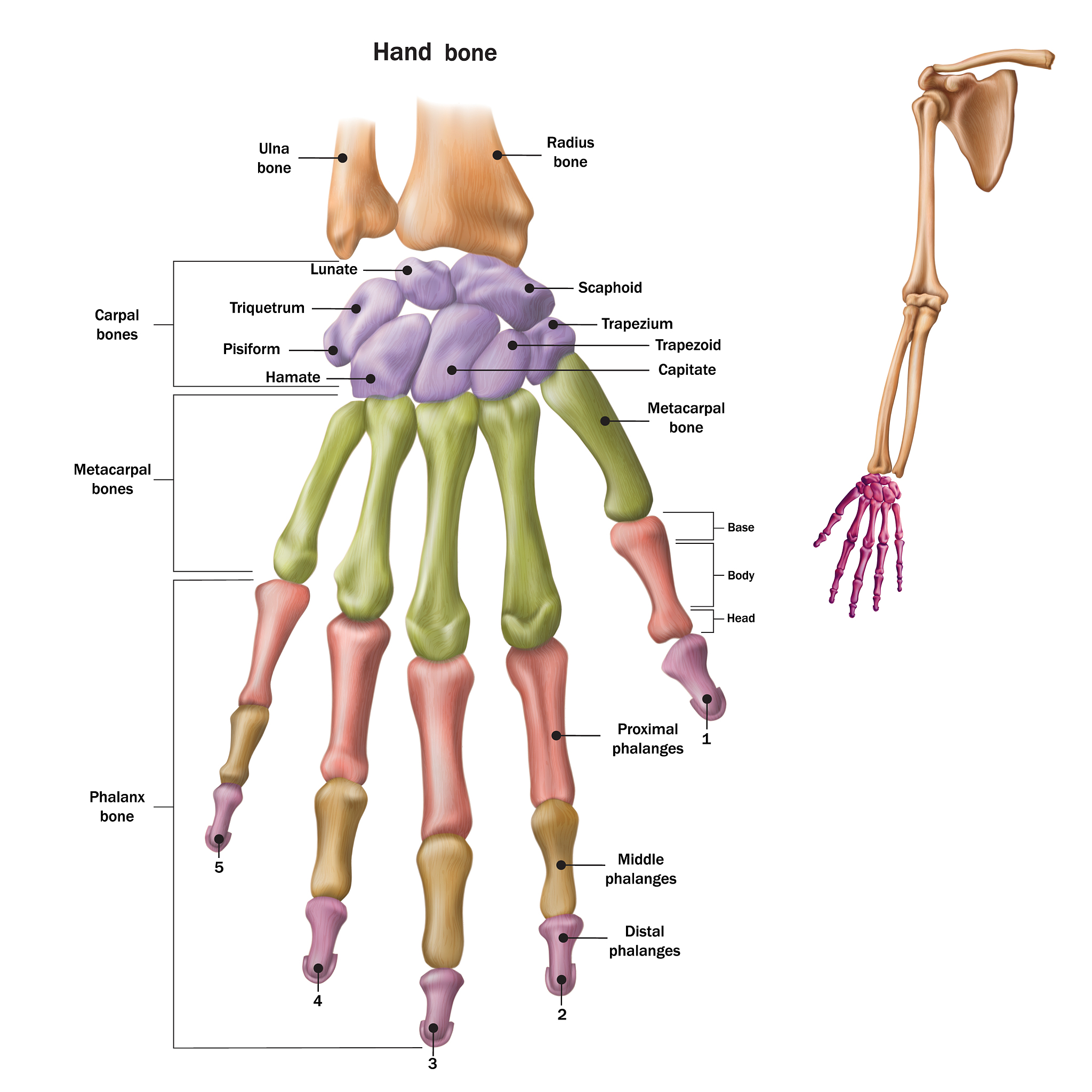 人体骨骼翻译：掌骨 - palm