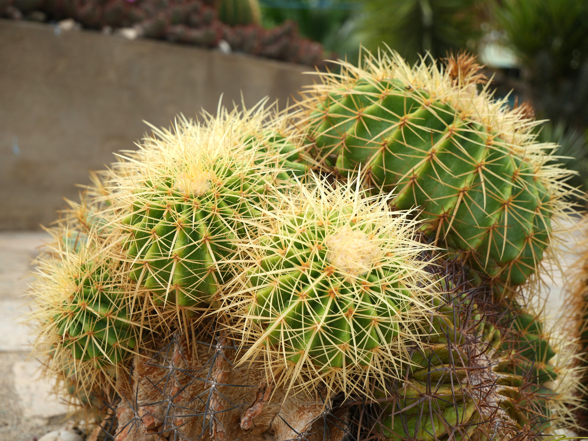 刺梨:形态特征、种植技巧及用途