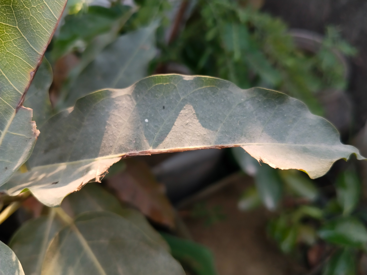 瓜栗叶子发黄怎么办？原因分析及解决方法