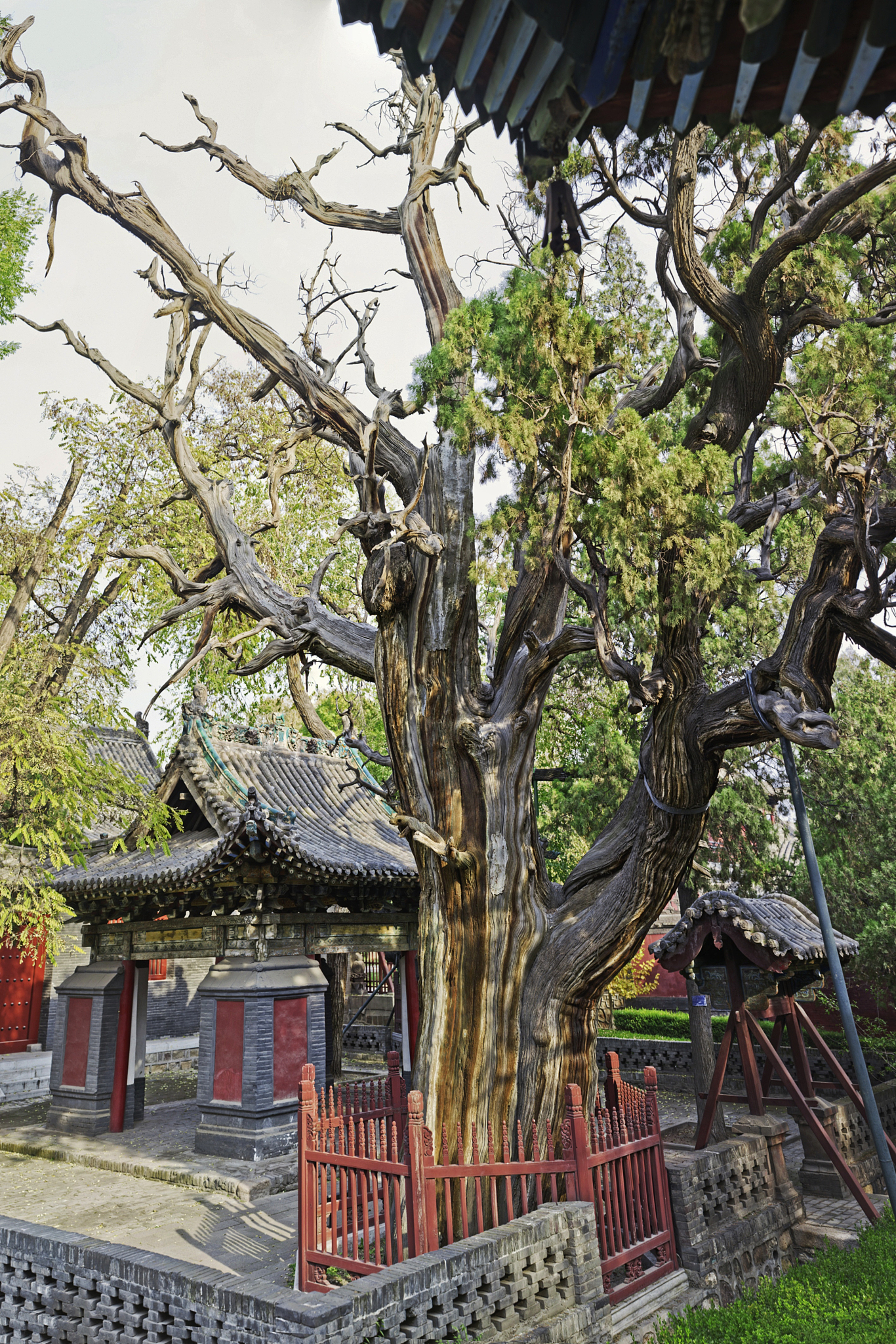 山西大槐树：2500年古树，中国北方最大槐树之一