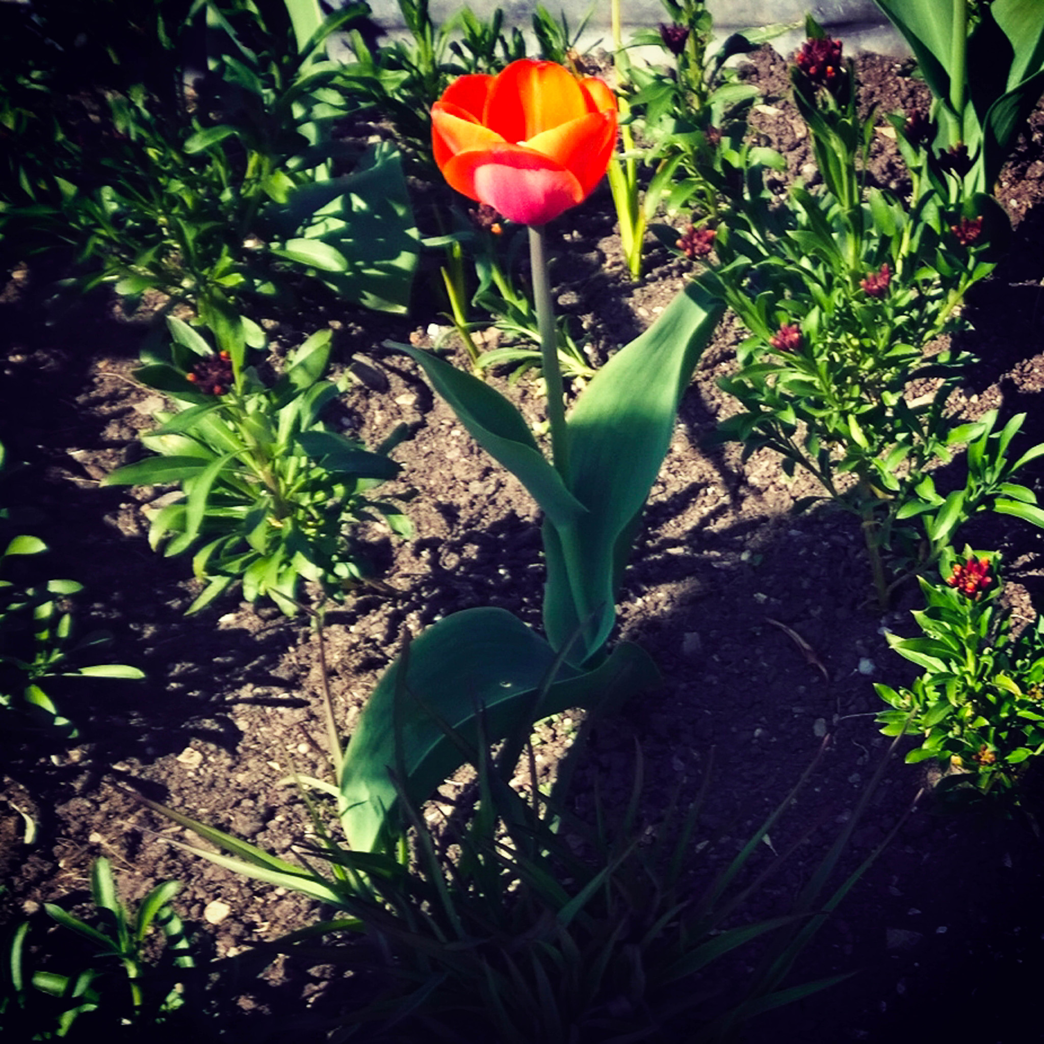 郁金香花期几月？花期养护指南