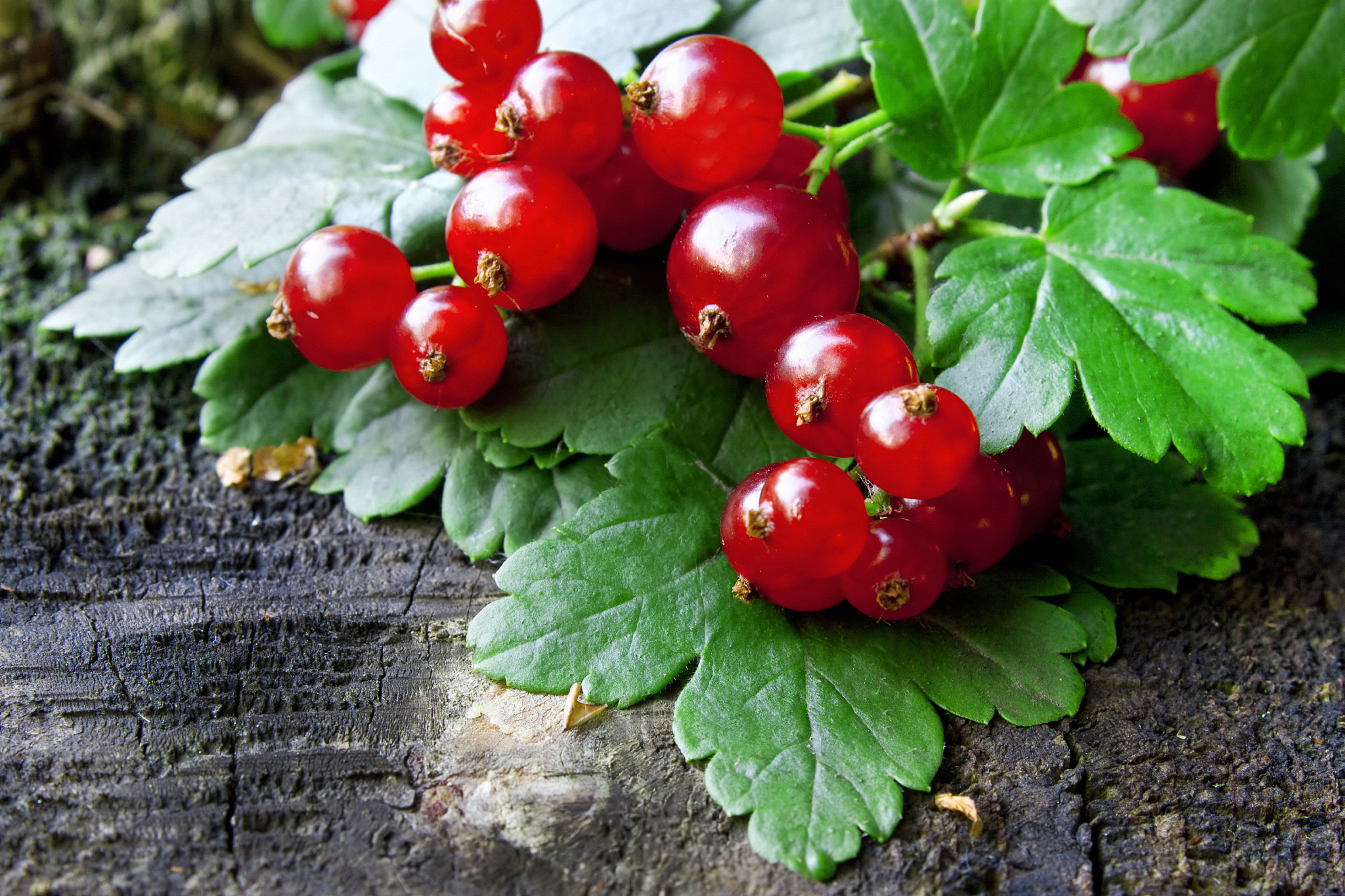 redcurrants fruits